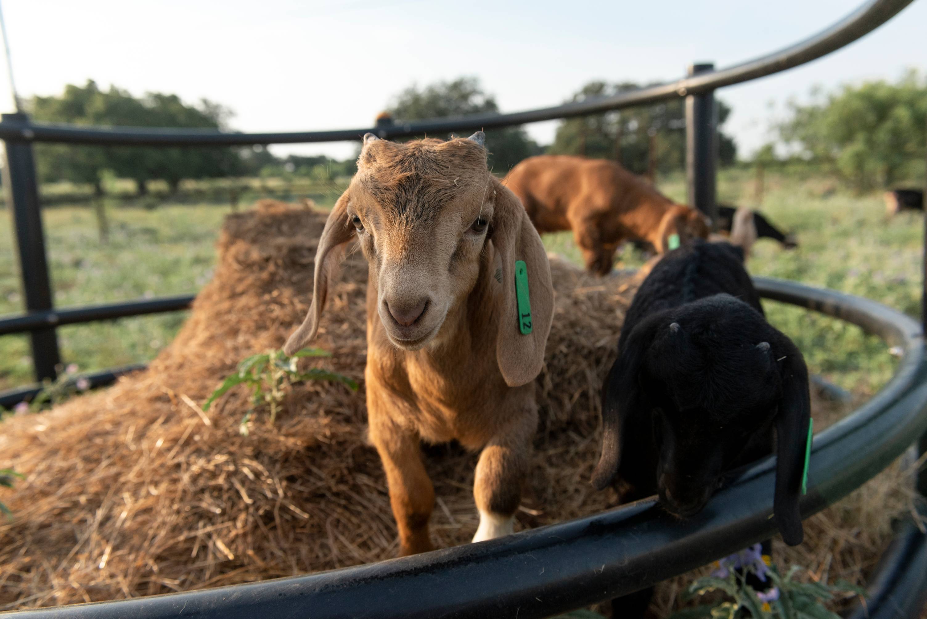 Baby goats on a hay bale.