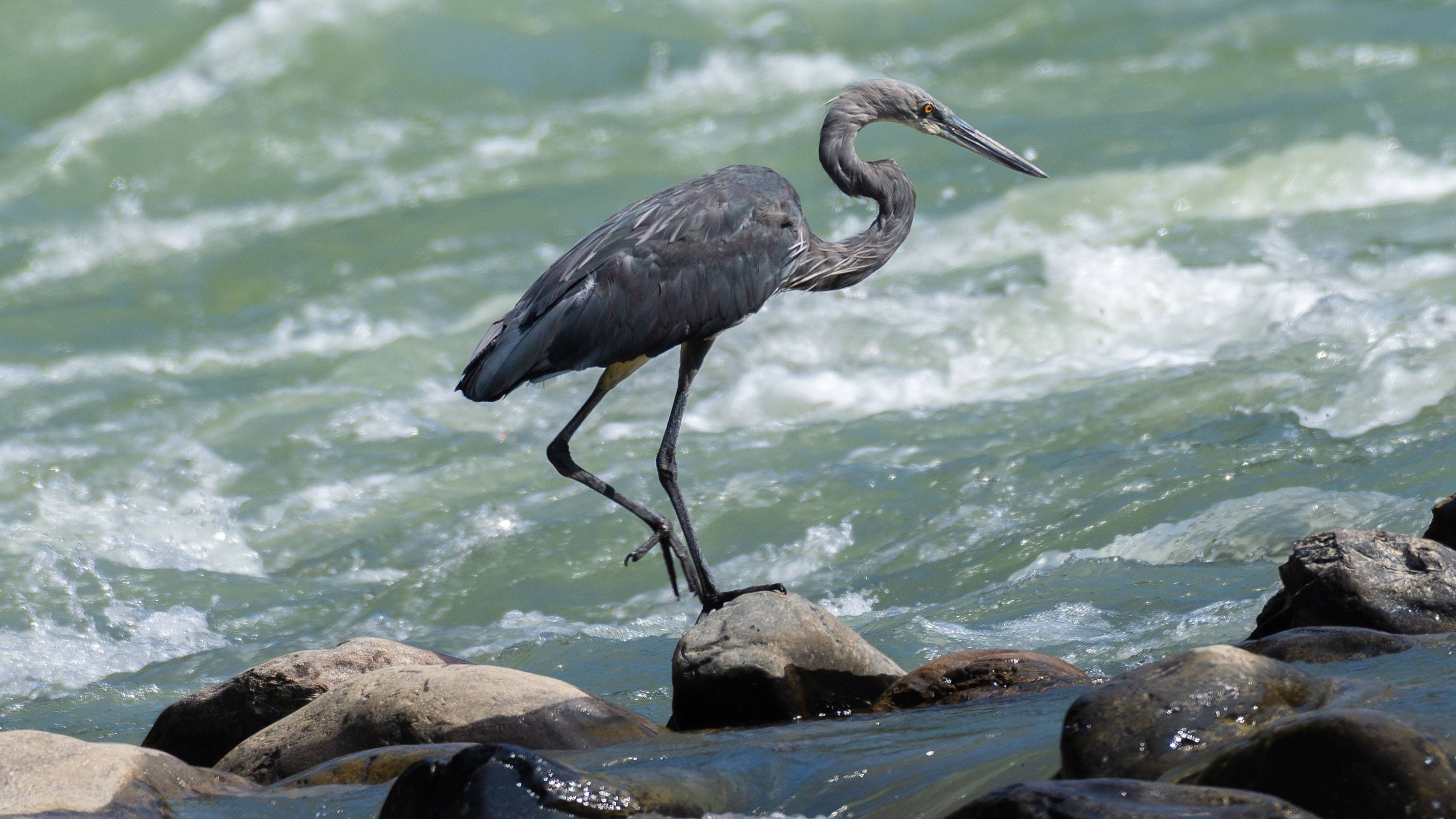 A heron steps onto a rock in the Puntsangchhu river basin.