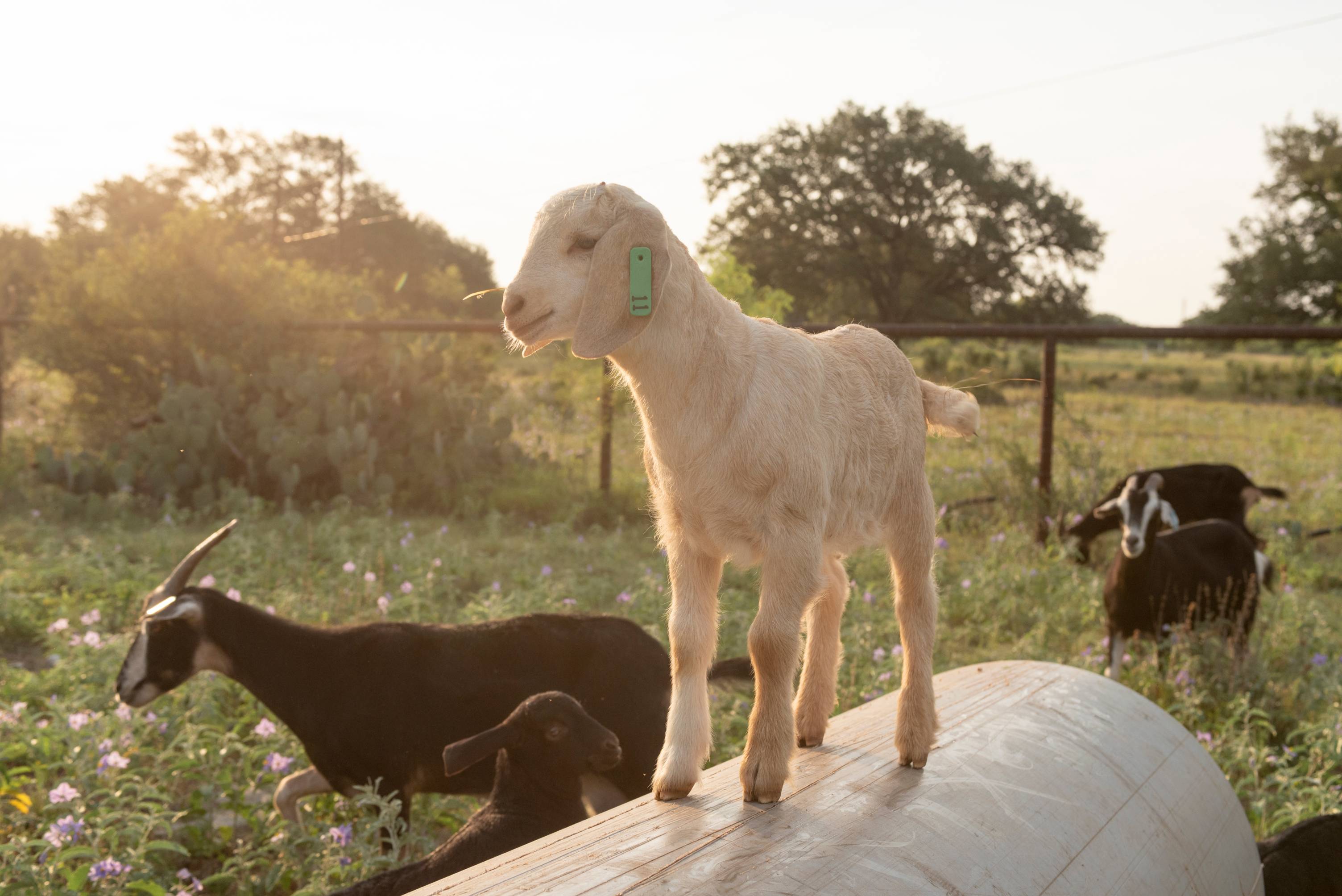 Baby goat on a tube.