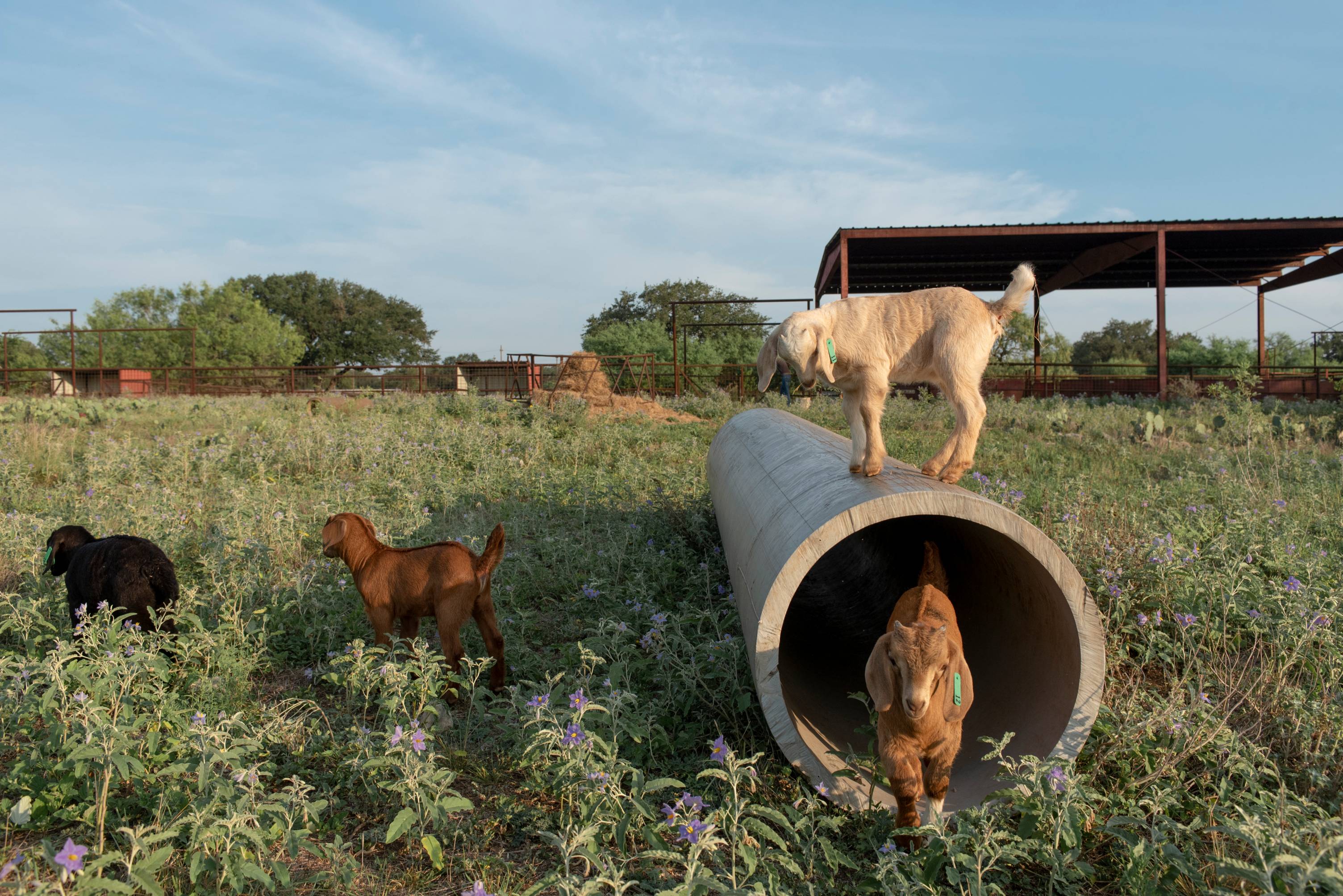 Goats climbing on tubes.