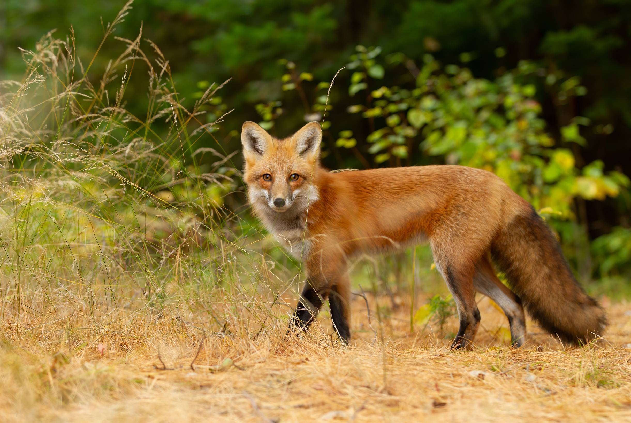 Fox running in an open field