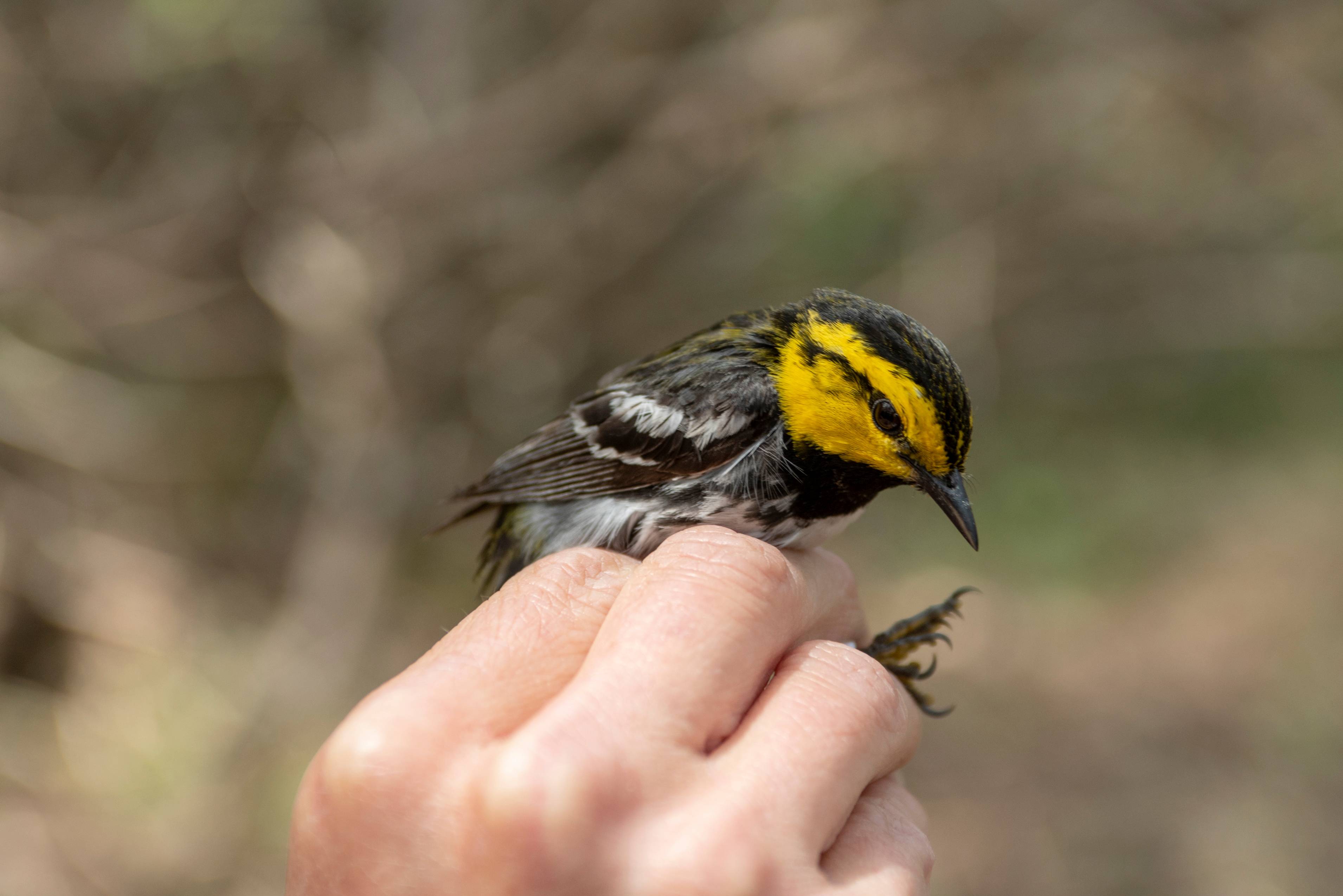 A yellow-cheeked warbler song bird being held up by a researcher. It's small enough to fit into the researcher's hand, and has mottled brown and white plumage with distinct yellow patches on the sides of its head.