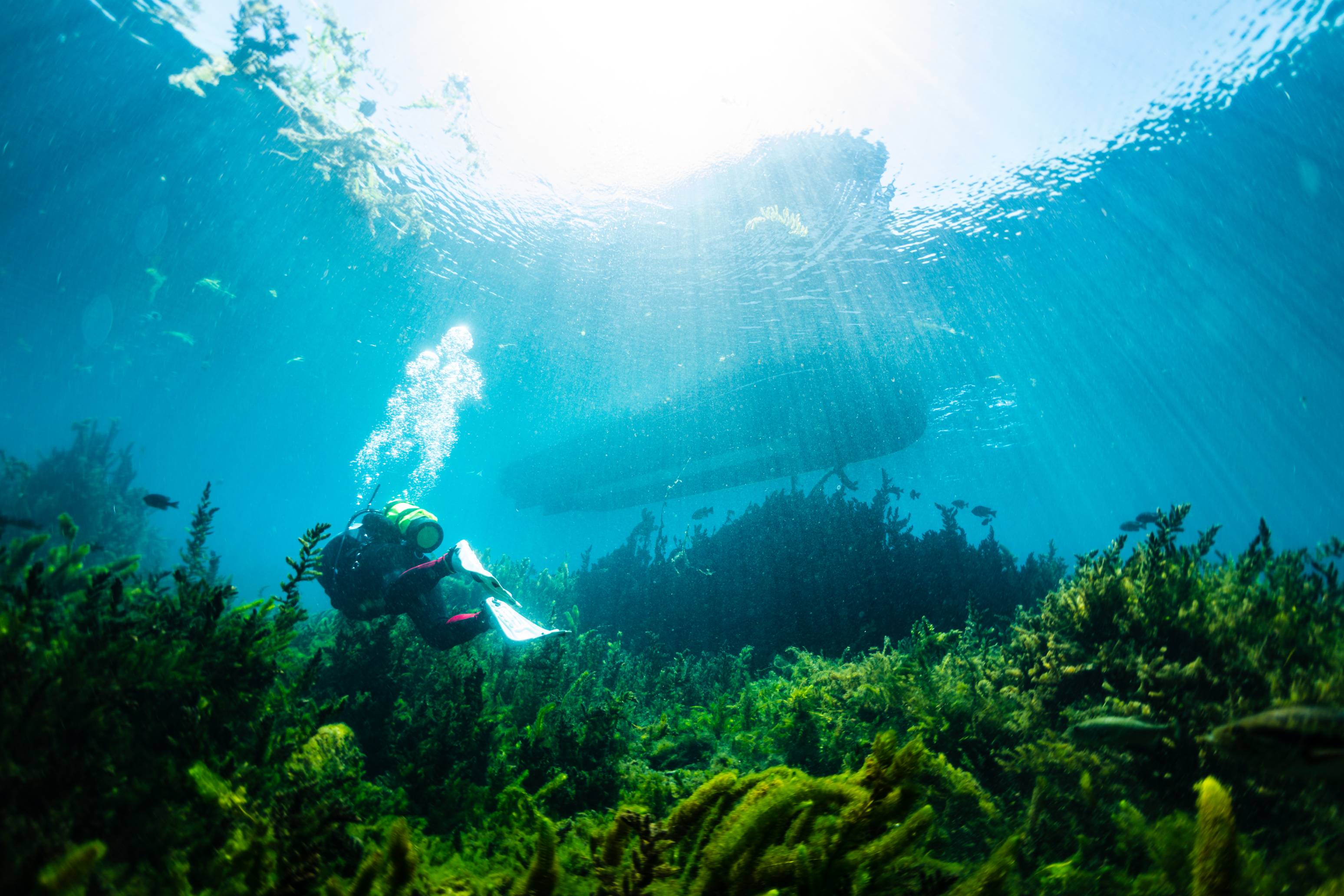 A scuba diver in Spring Lake swims into the distance while navigating around delicate water foliage and Texas Wild Rice. Above, a glass-bottom boat from the Meadows Center sails along.