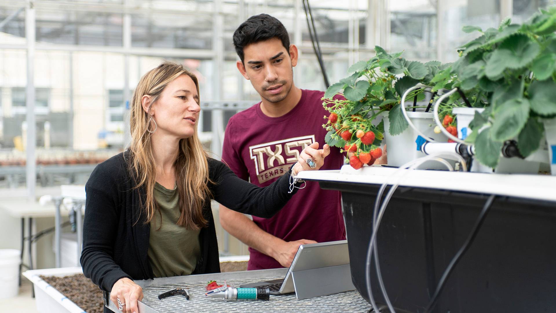 A student and faculty member examine a strawberry plant as part of their research in a Texas State greenhouse.