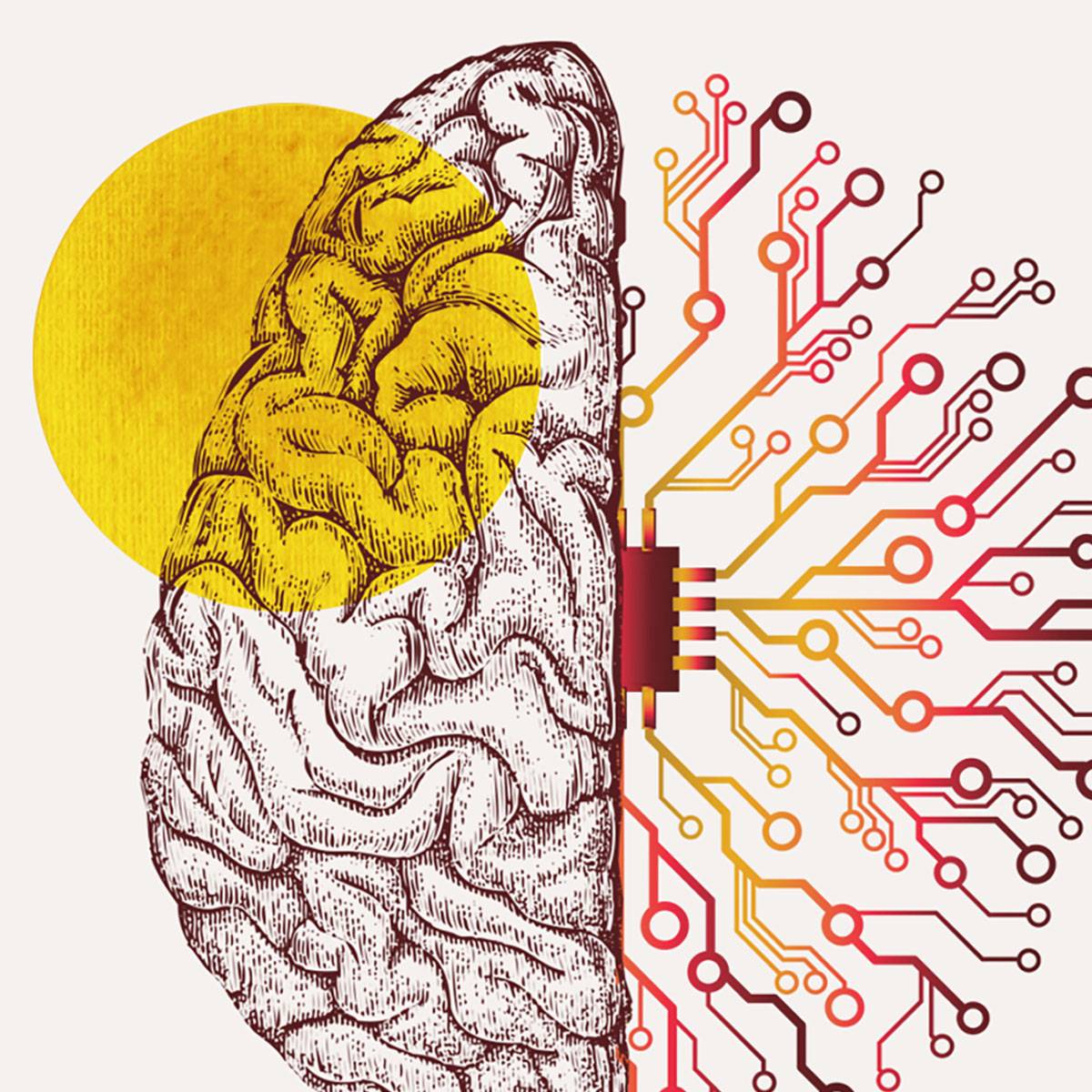 Collage illustration of a brain, one half is an anatomical drawing and the other mimics the nodes and connections of a microchip.