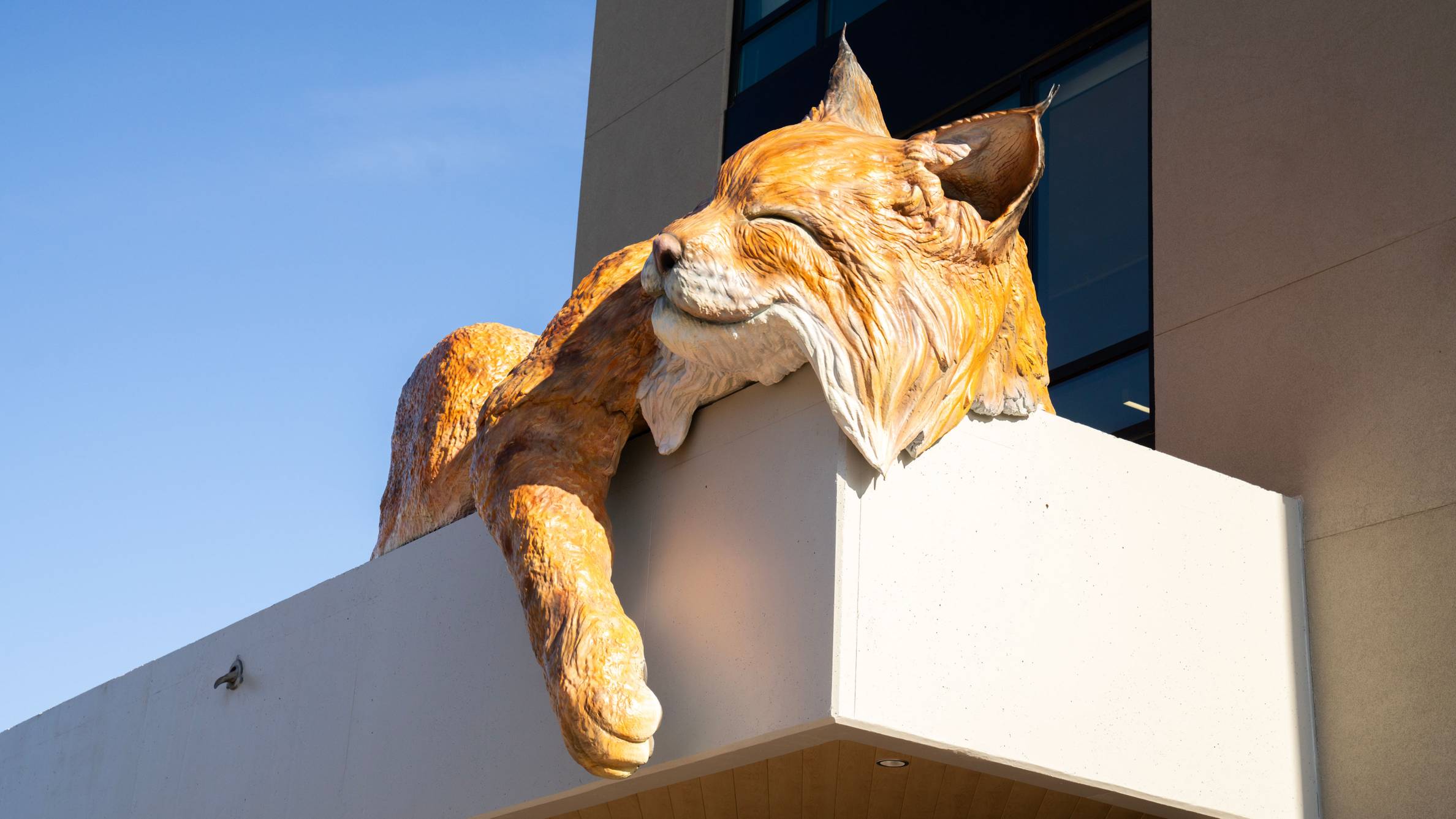 The bobcat statue Local Habitat on top of Cibolo Hall.