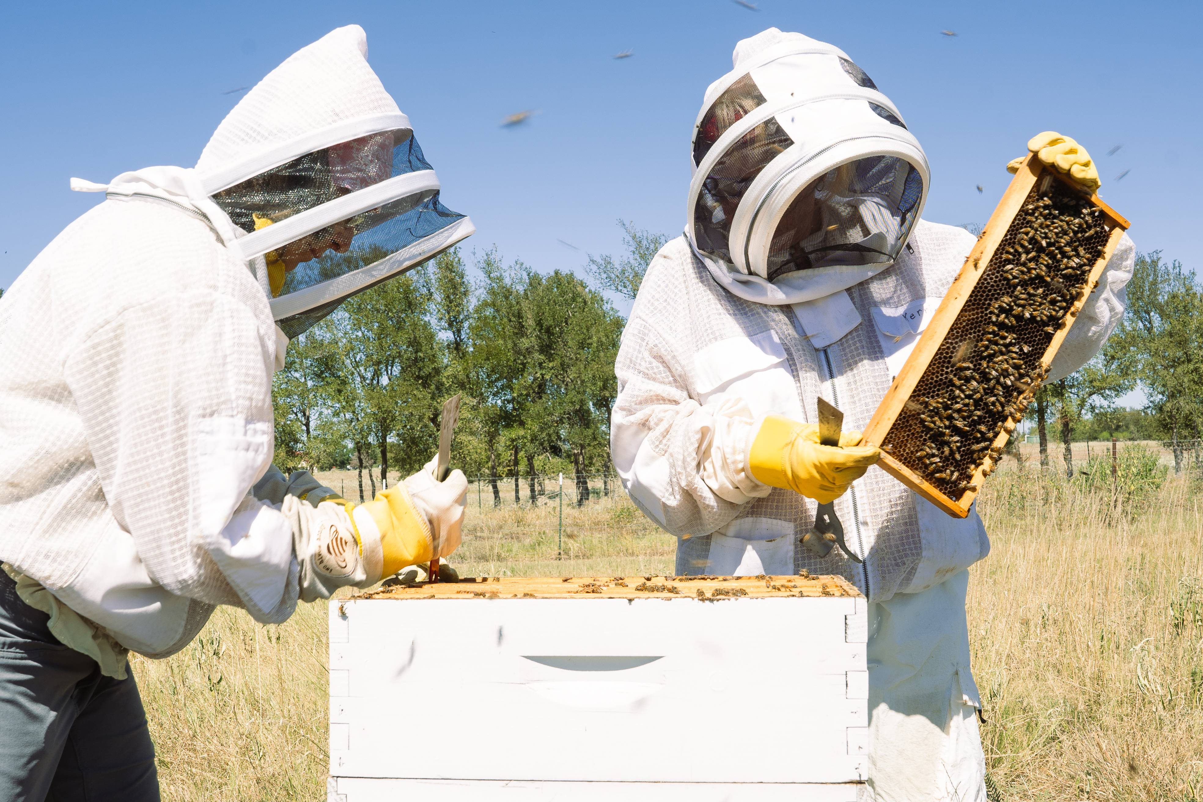 Beekeepers inspecting a hive