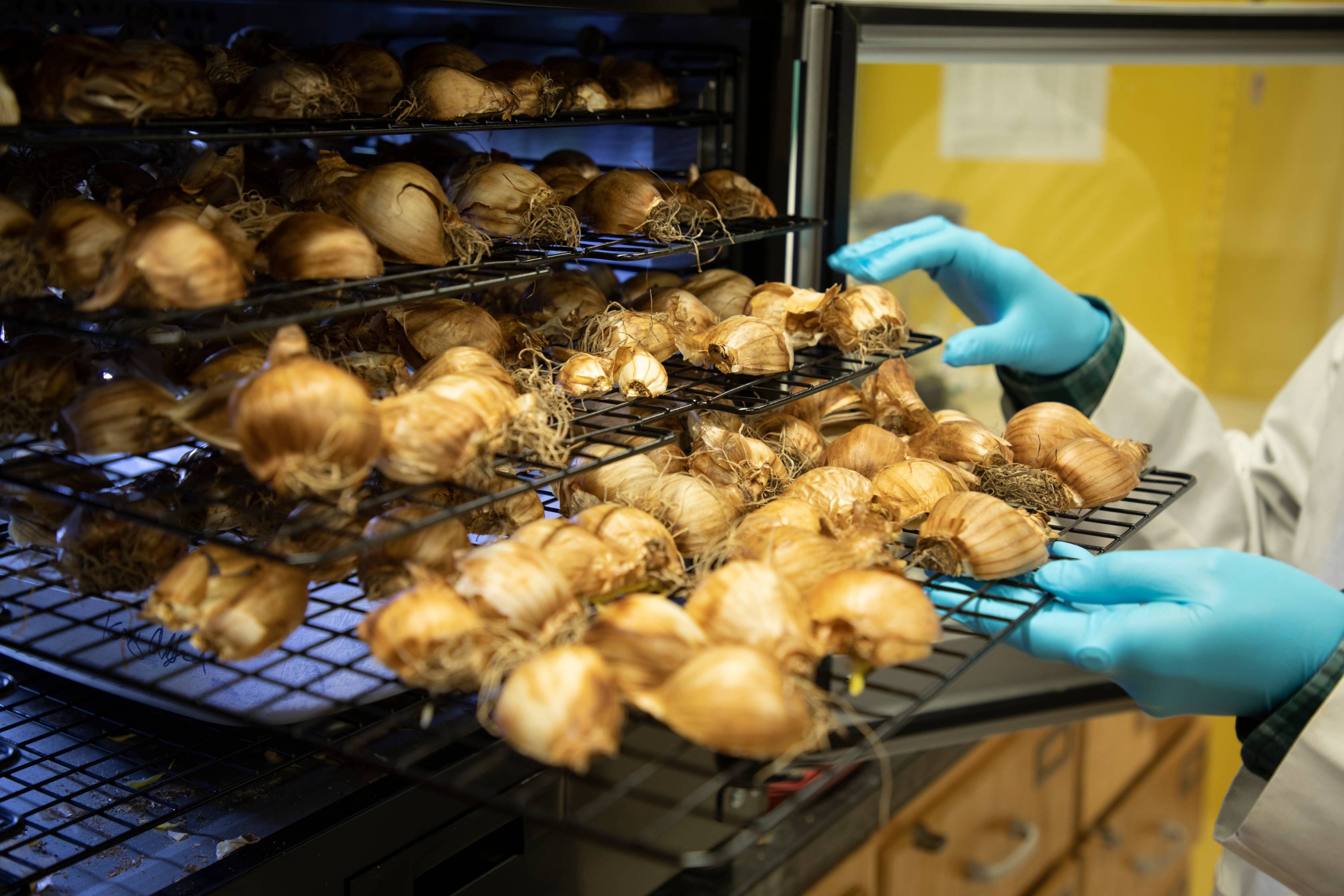 A person in blue gloves and a white lab coat slides a rack of garlic bulbs, some whole and some halved, into an industrial dehydrator with multiple shelves filled with similar garlic.