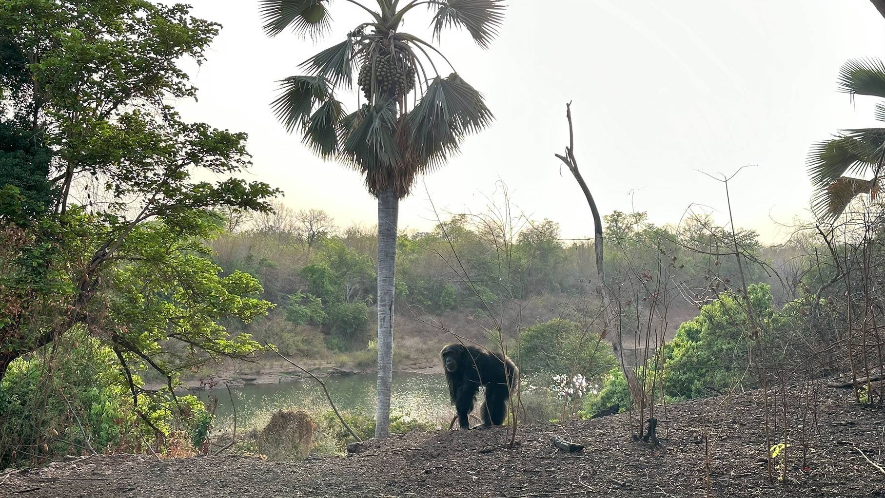 A single male chimpanzee, Lex, stands in front of the Gambia River, which ranges over 700 miles long and inhabits hippos.