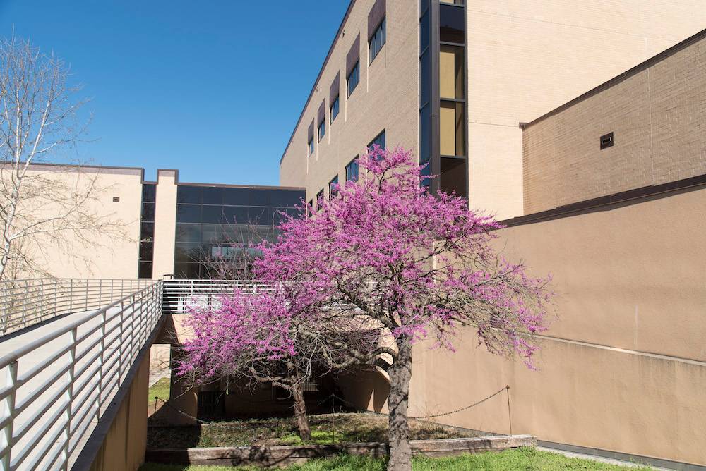 Fine Arts & Communication campus view