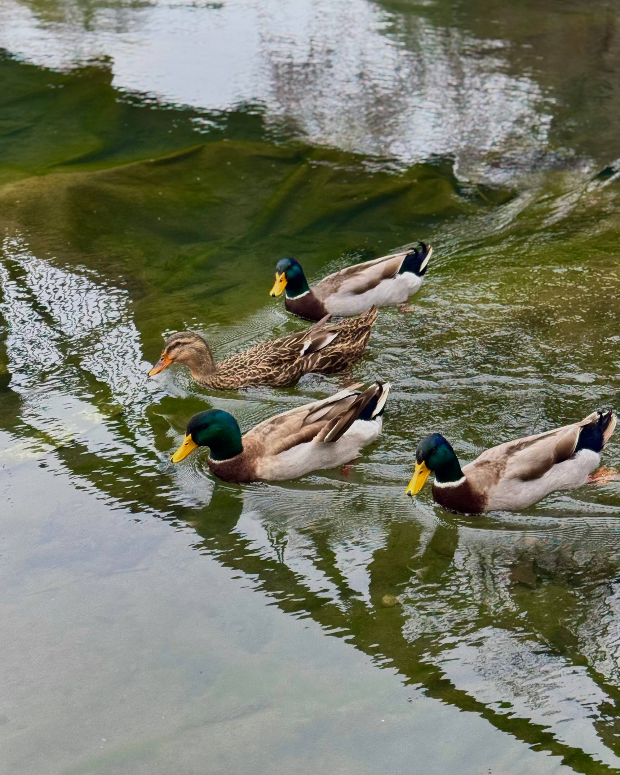 Four ducks swimming in a river