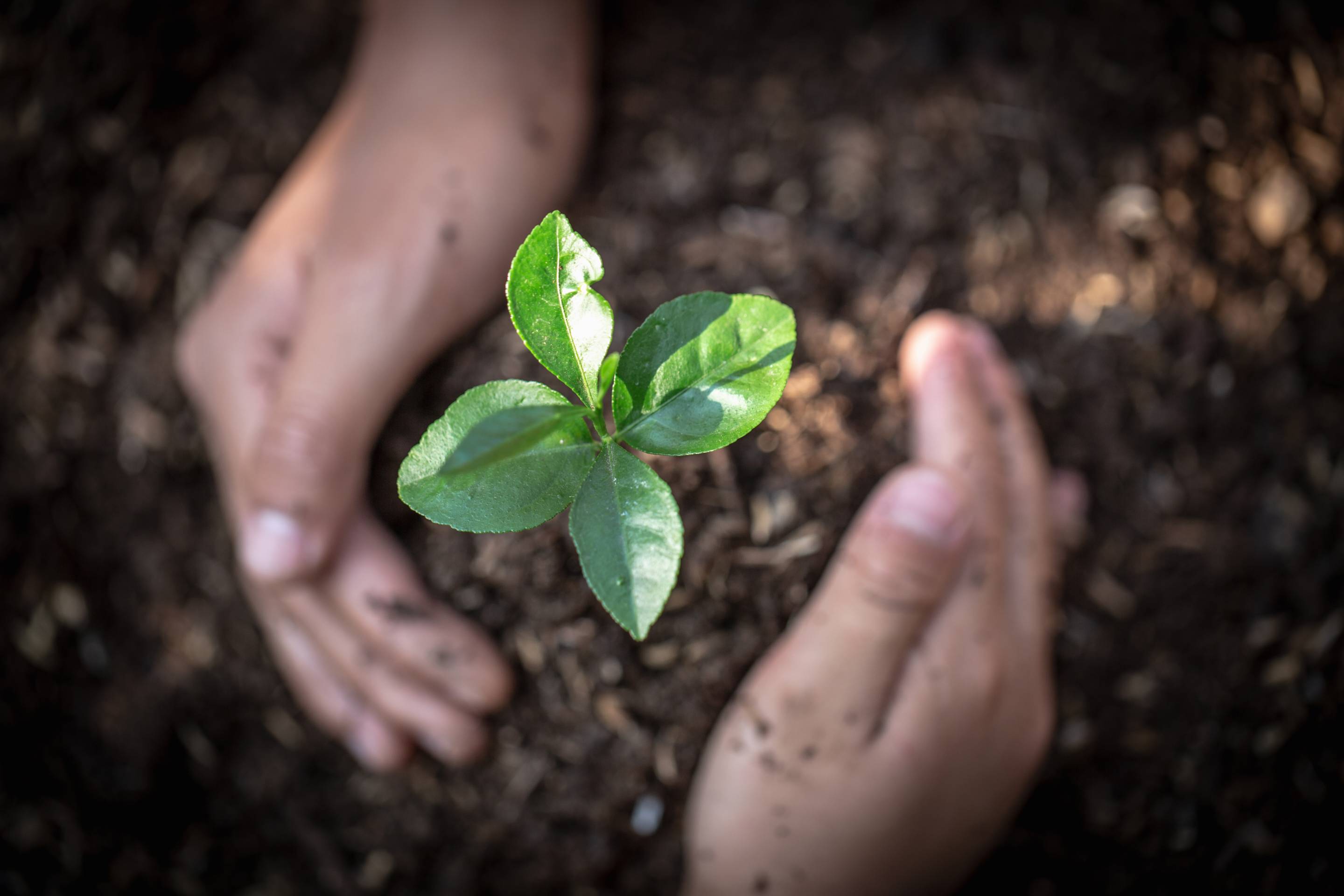 two hands surround a plant buried in dirt