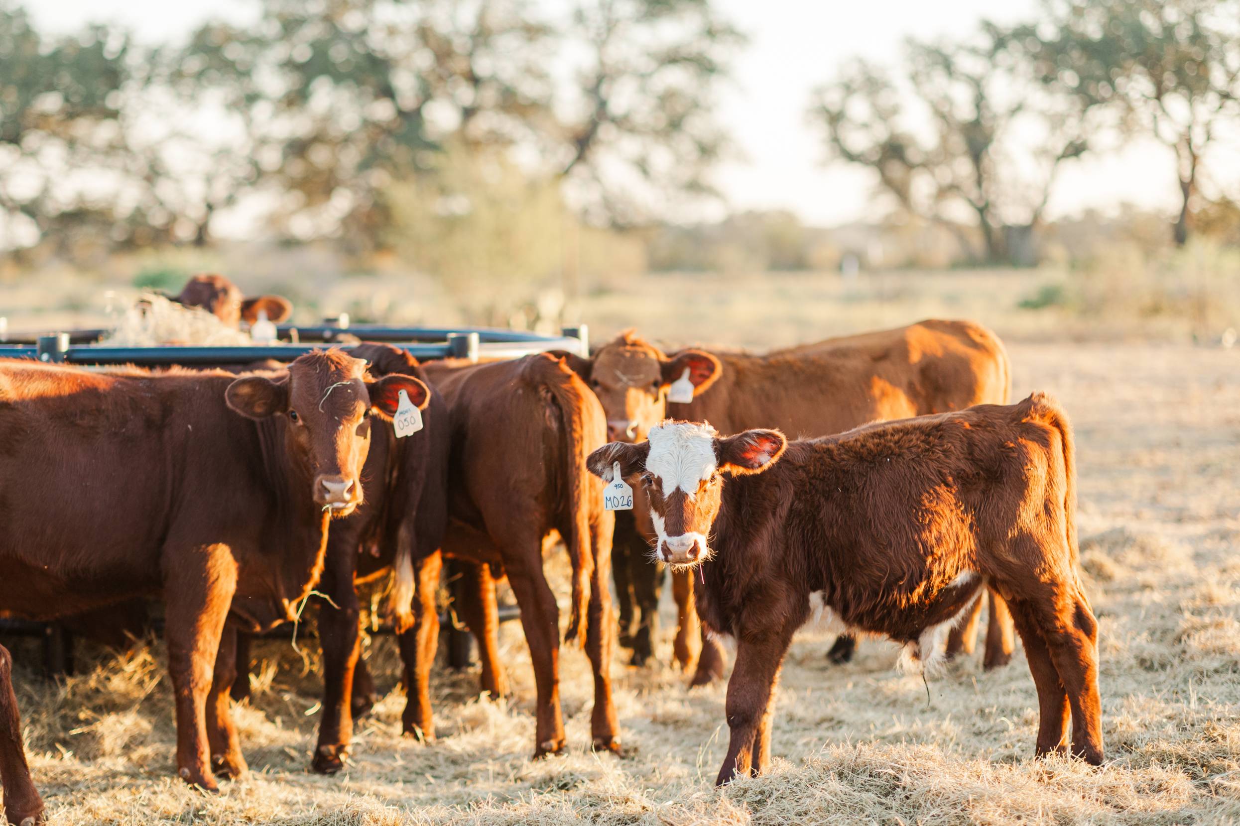 Group of cows and Calfs