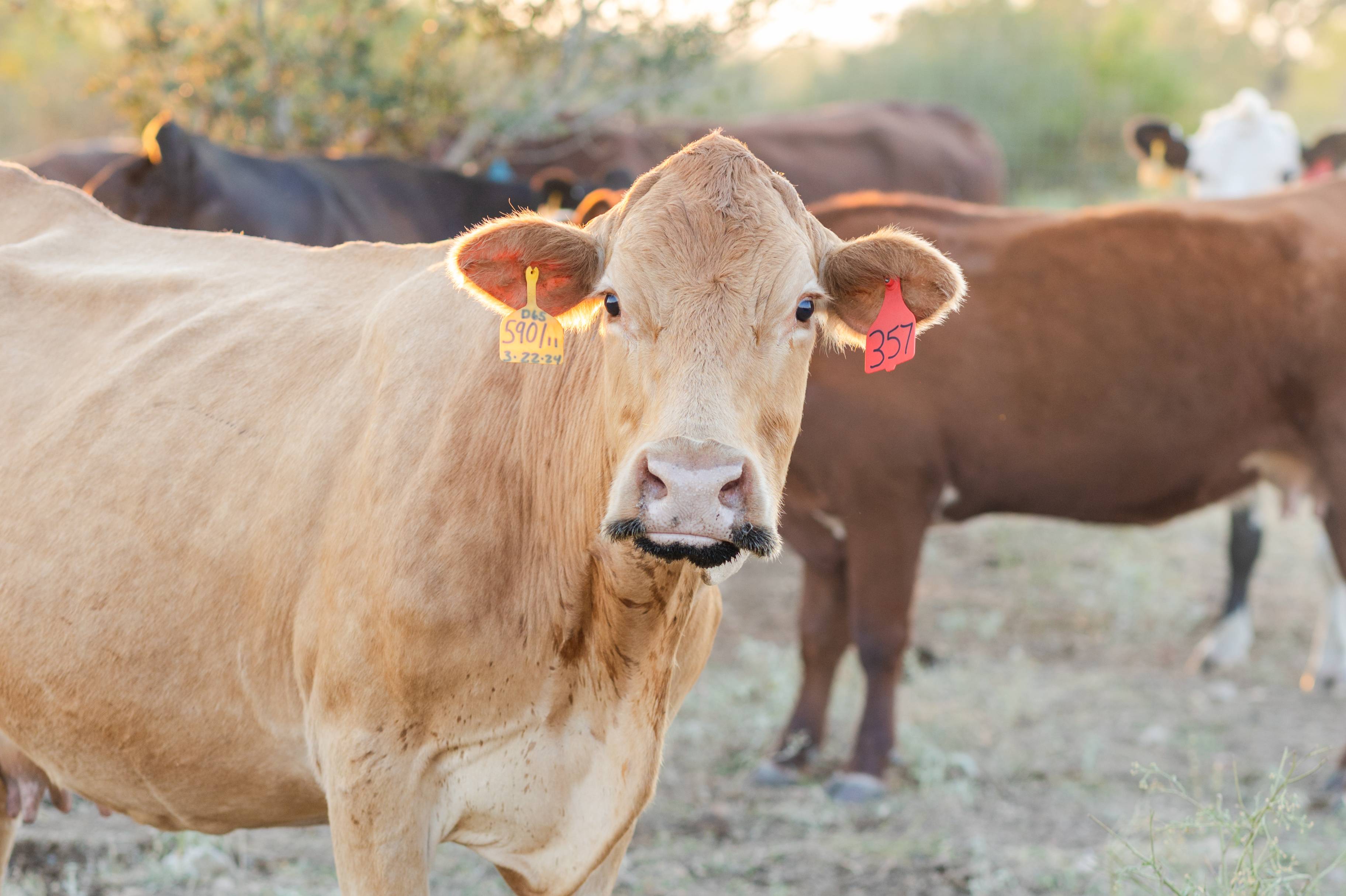 Tan Cow Fall 2024