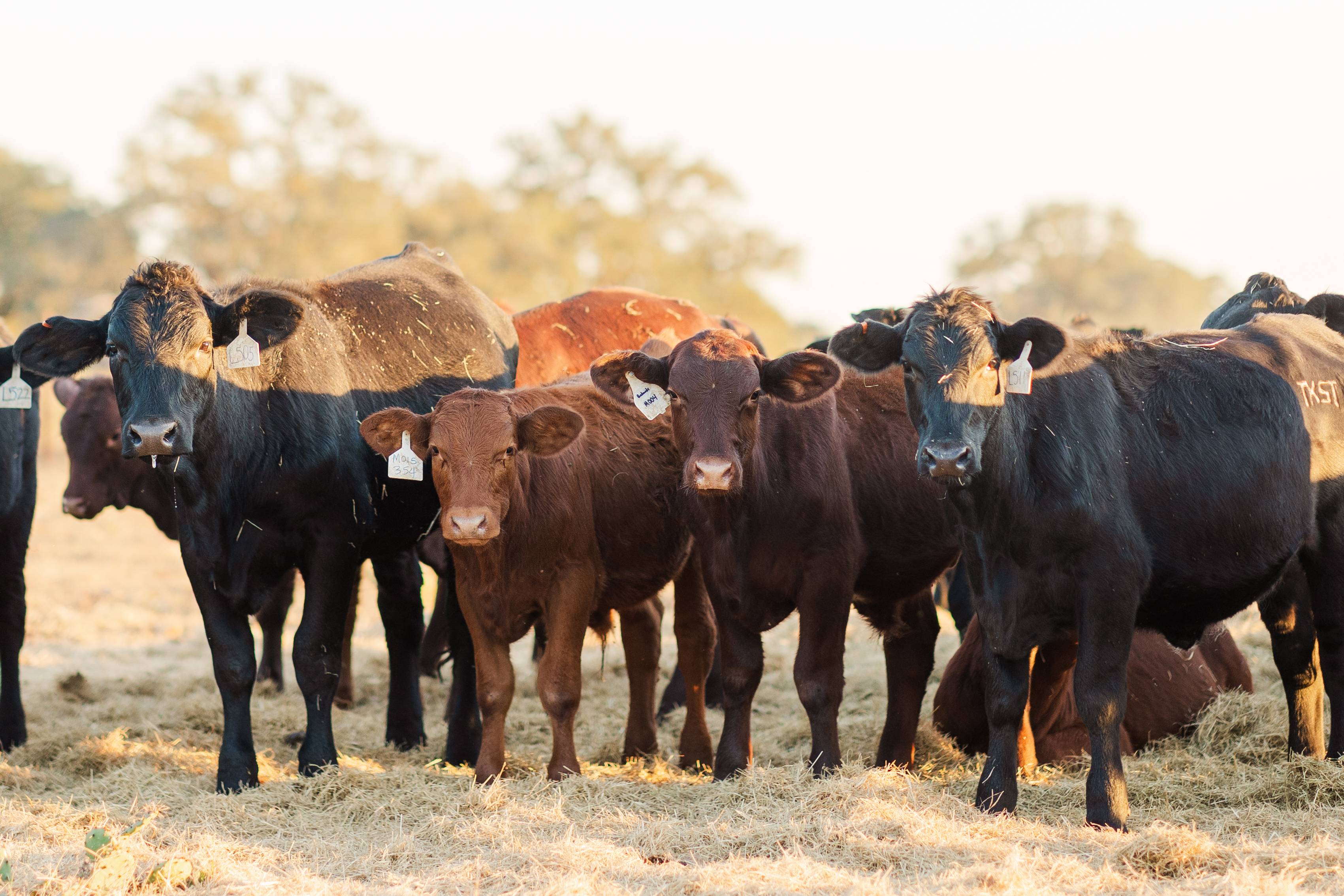 Herd of Cows Mid November 2024