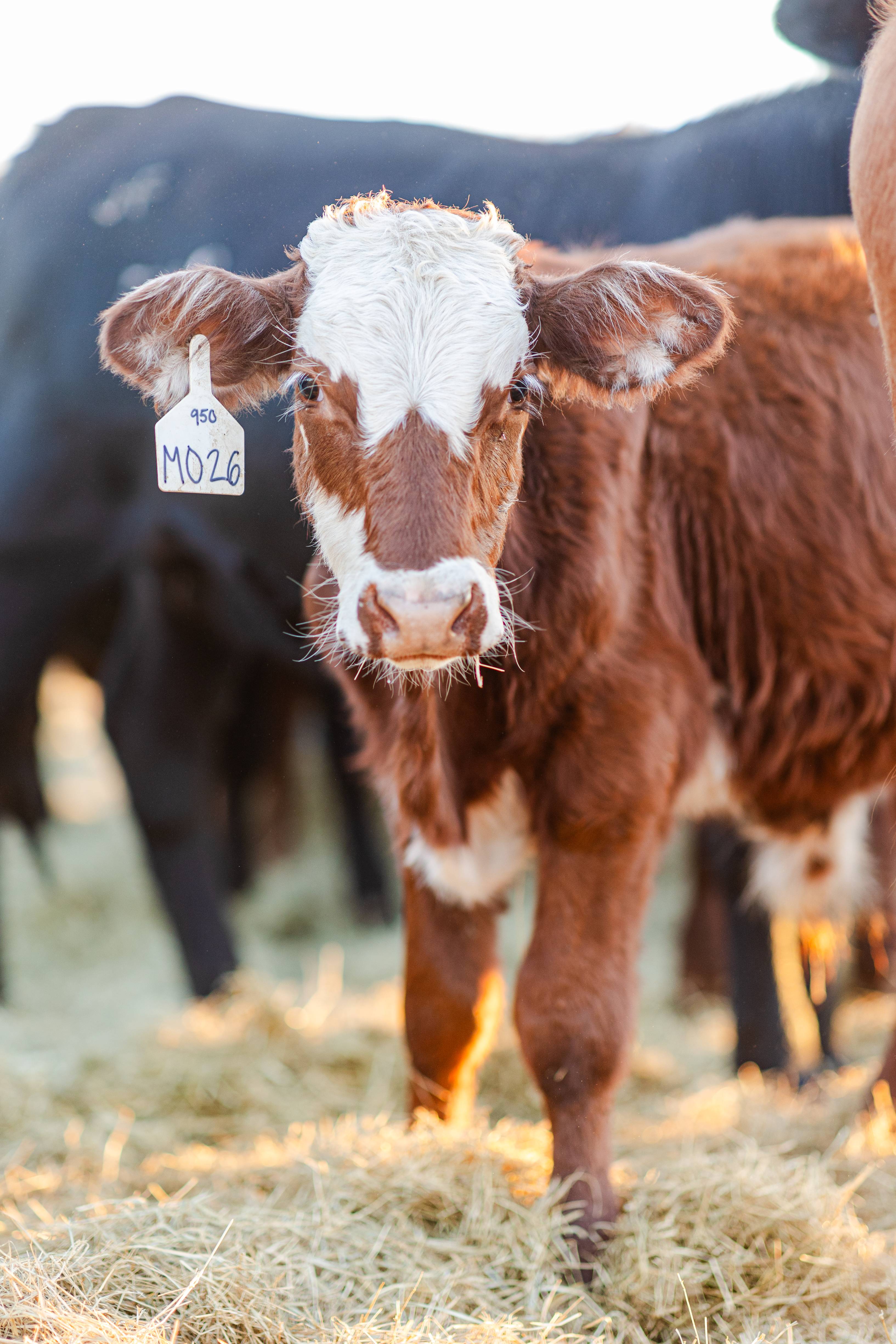 Calf wight and orange face