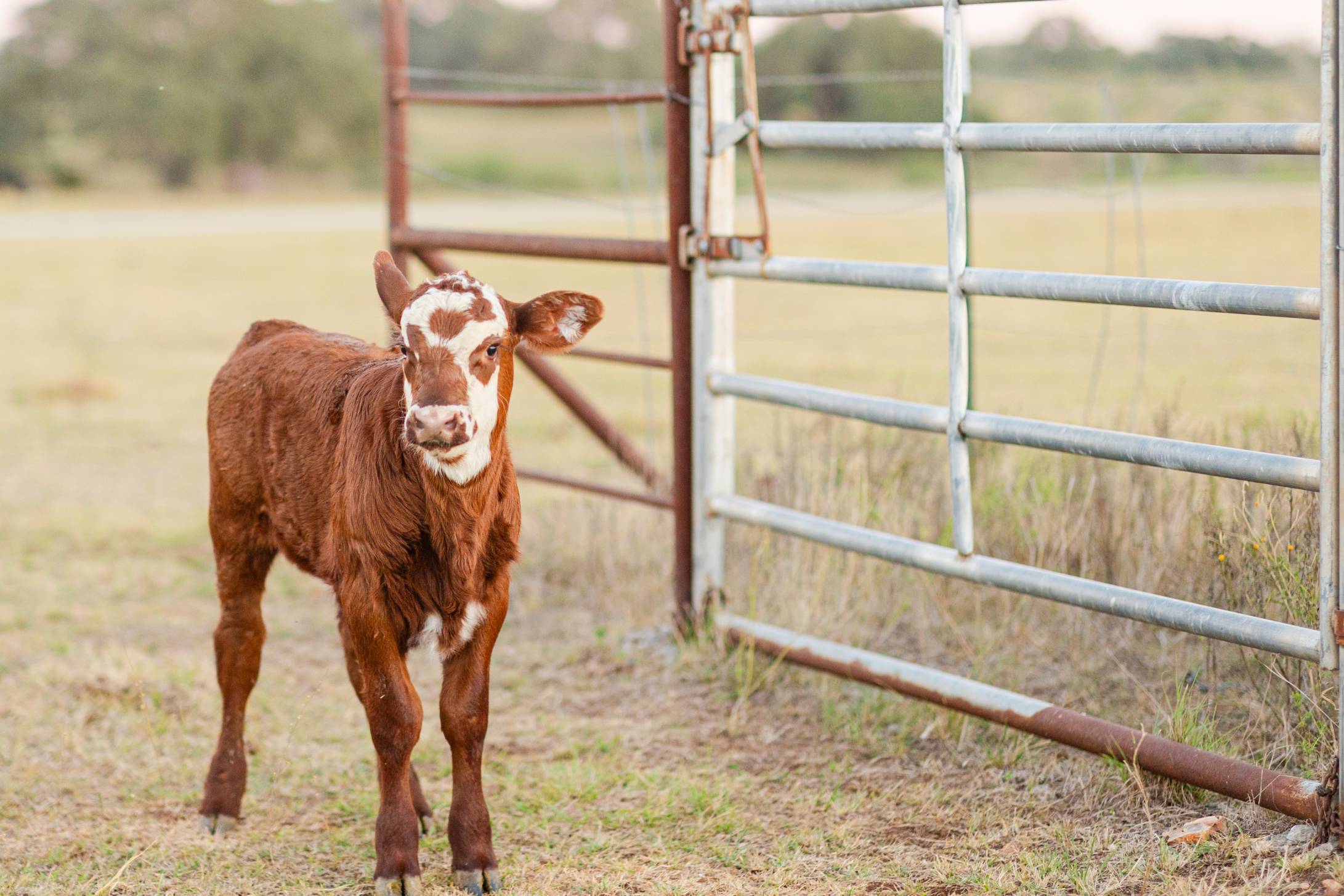 Little Calf