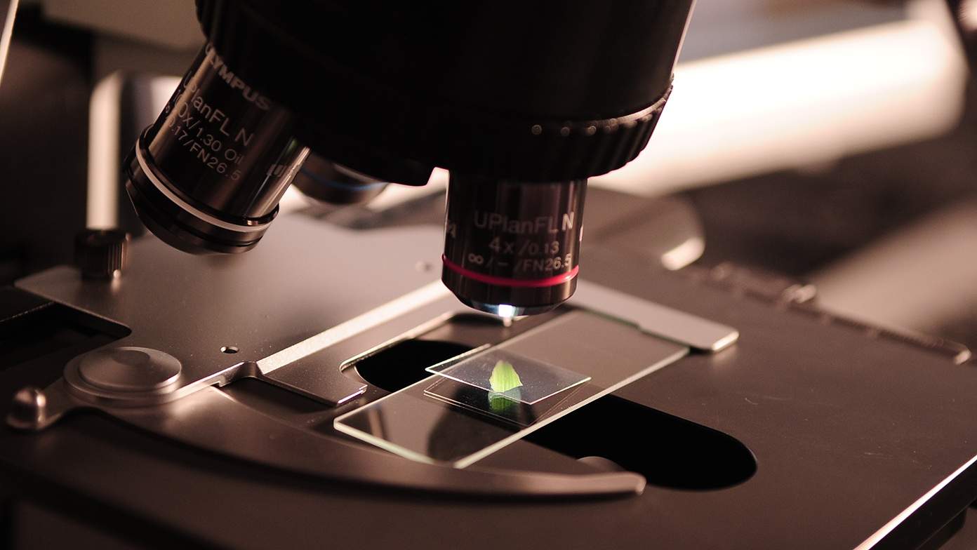 Close up of a microscope viewing a leaf on a glass slide