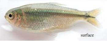 Surface tetra