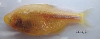 Blind cavefish Tinaja