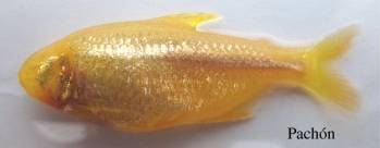 Blind cavefish Pachon