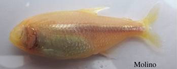 Blind cavefish Molino