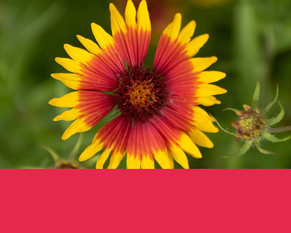 Gallardia flower with stripe of red color