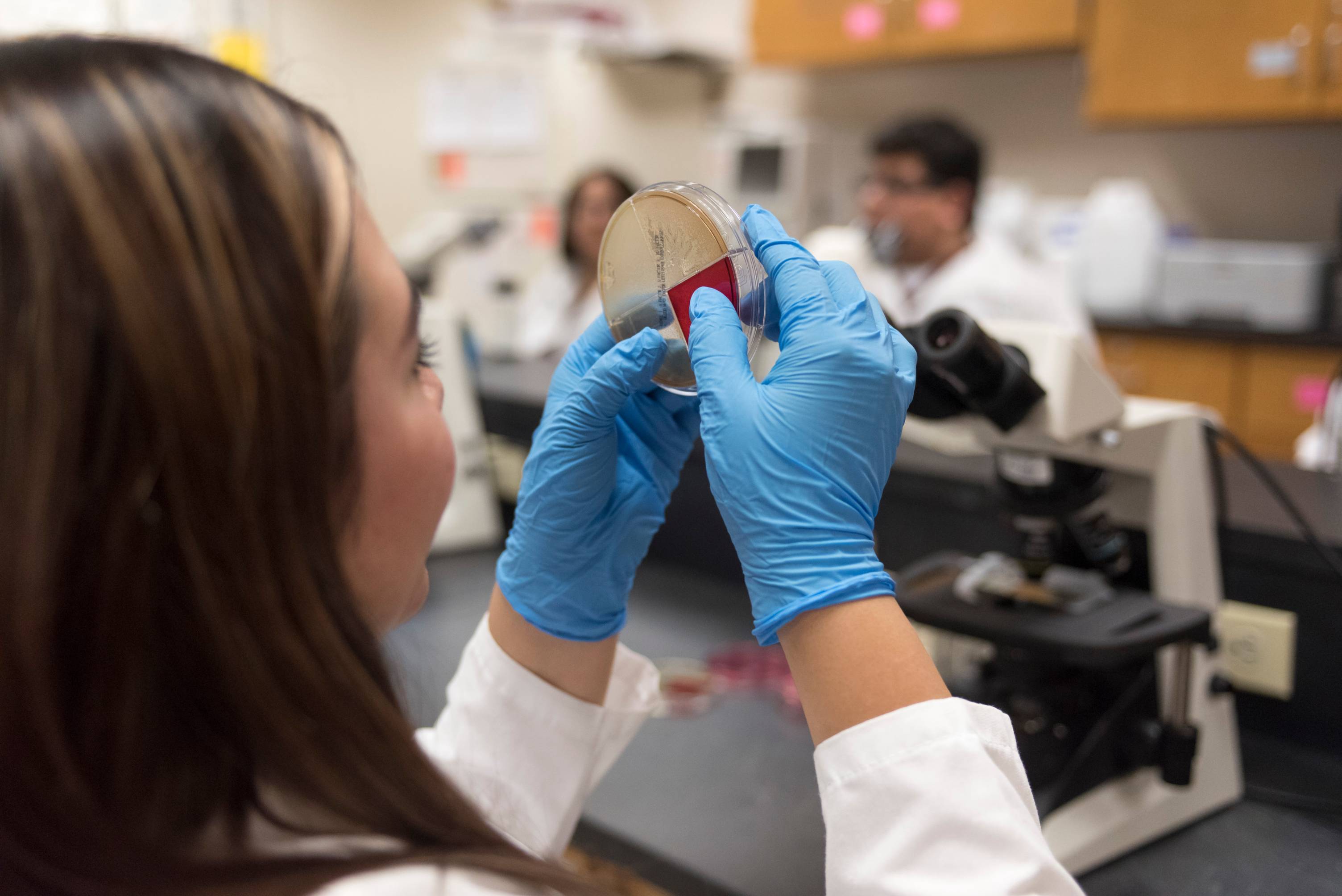 A student wearing gloves holds a petri dish