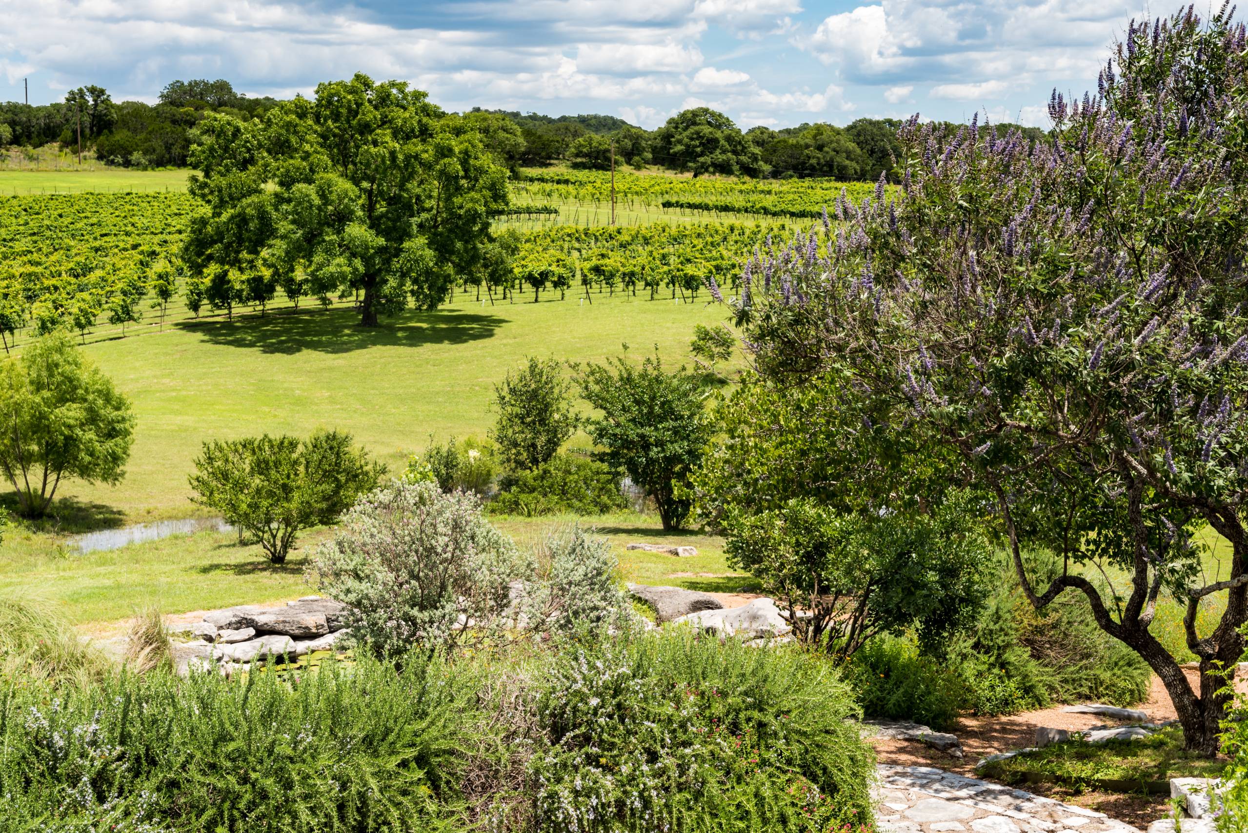 Well maintained trees in the Texas Hill Country