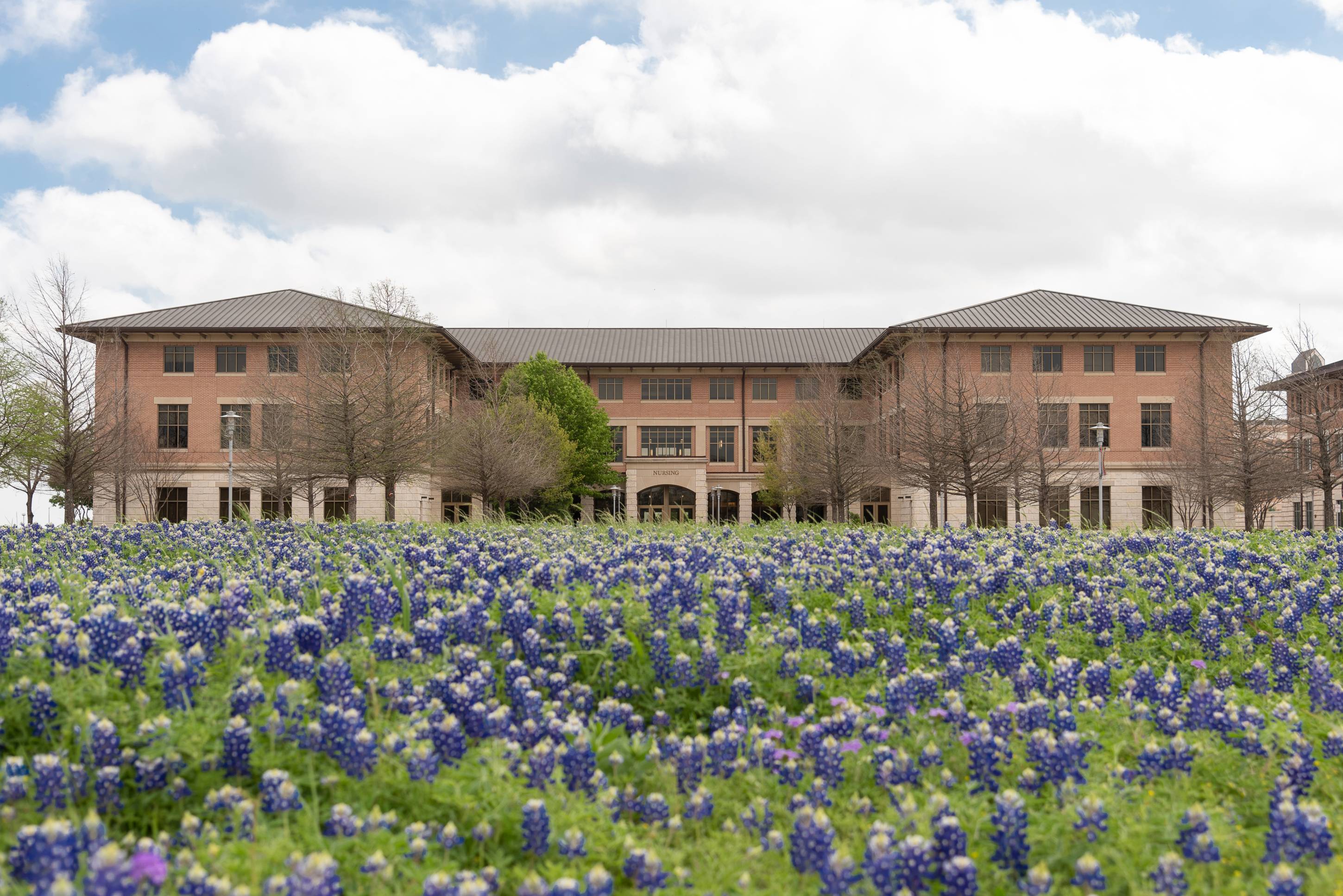 Purple wildflowers with campus in the background