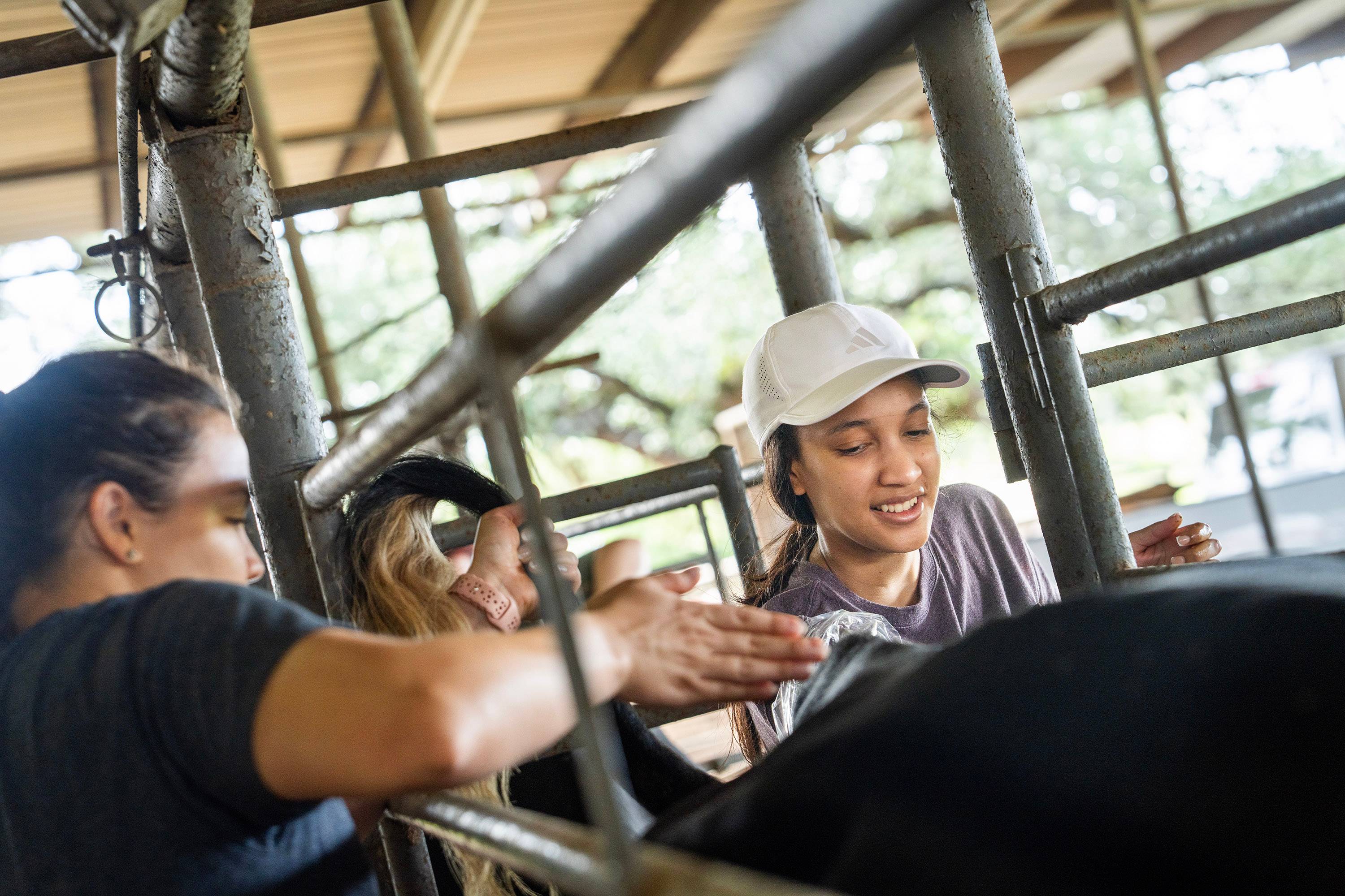 Two students perform a procedure from behind a cow.