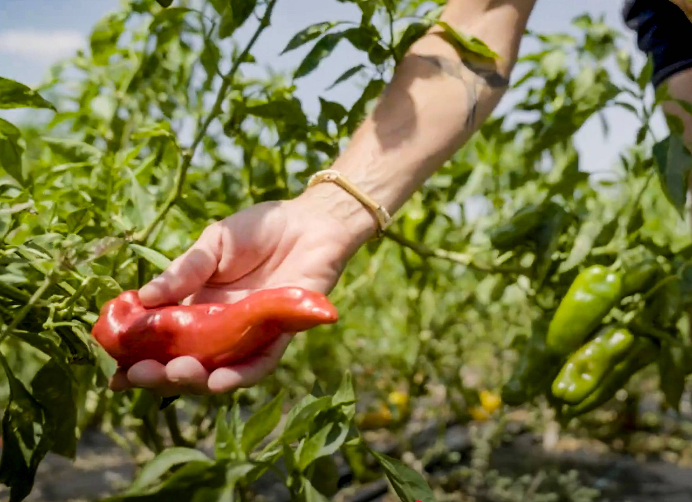 Close up of a hand picking a red bell pepper from a stalk at Bobcat Farm.