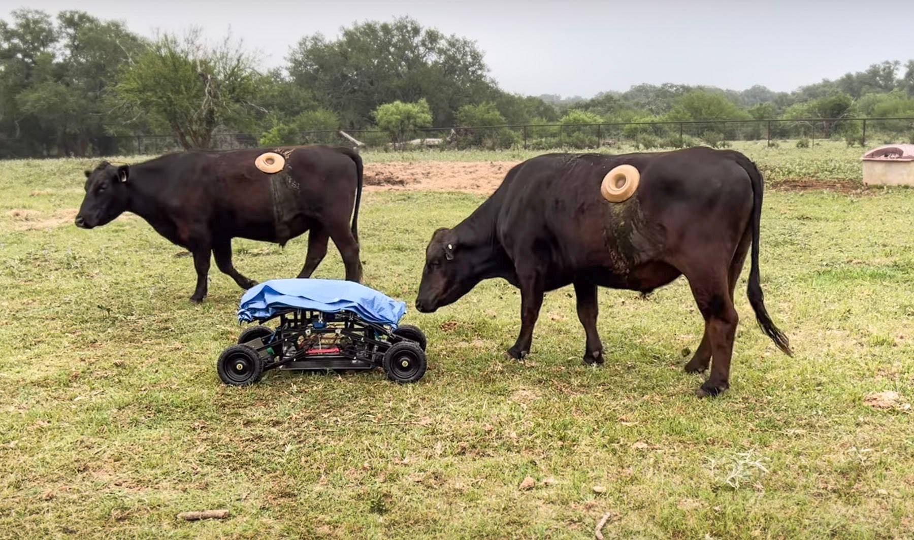 The Carebot near two cows with ports in their sides.