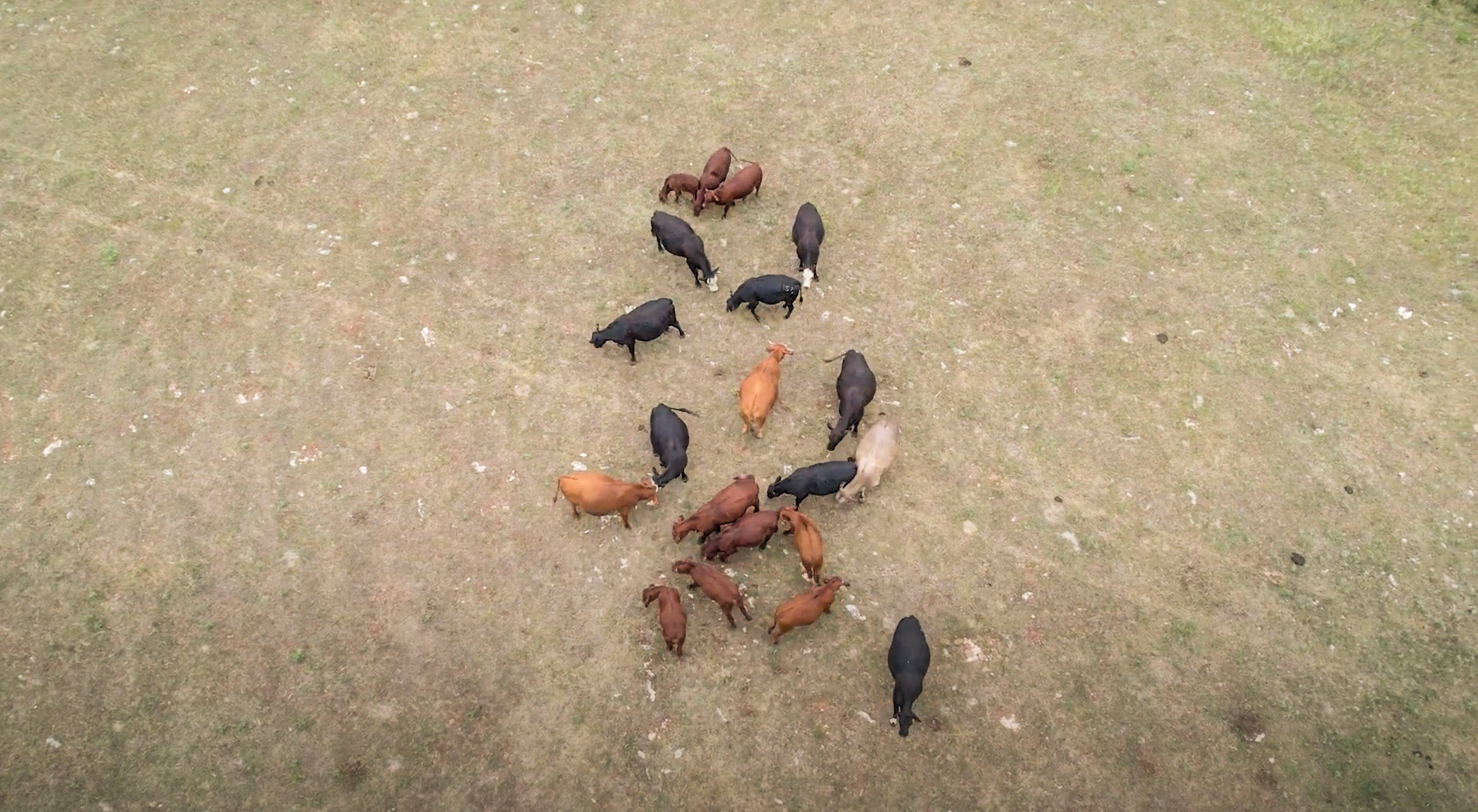 aerial photo of large group of cows crowded together in different colors