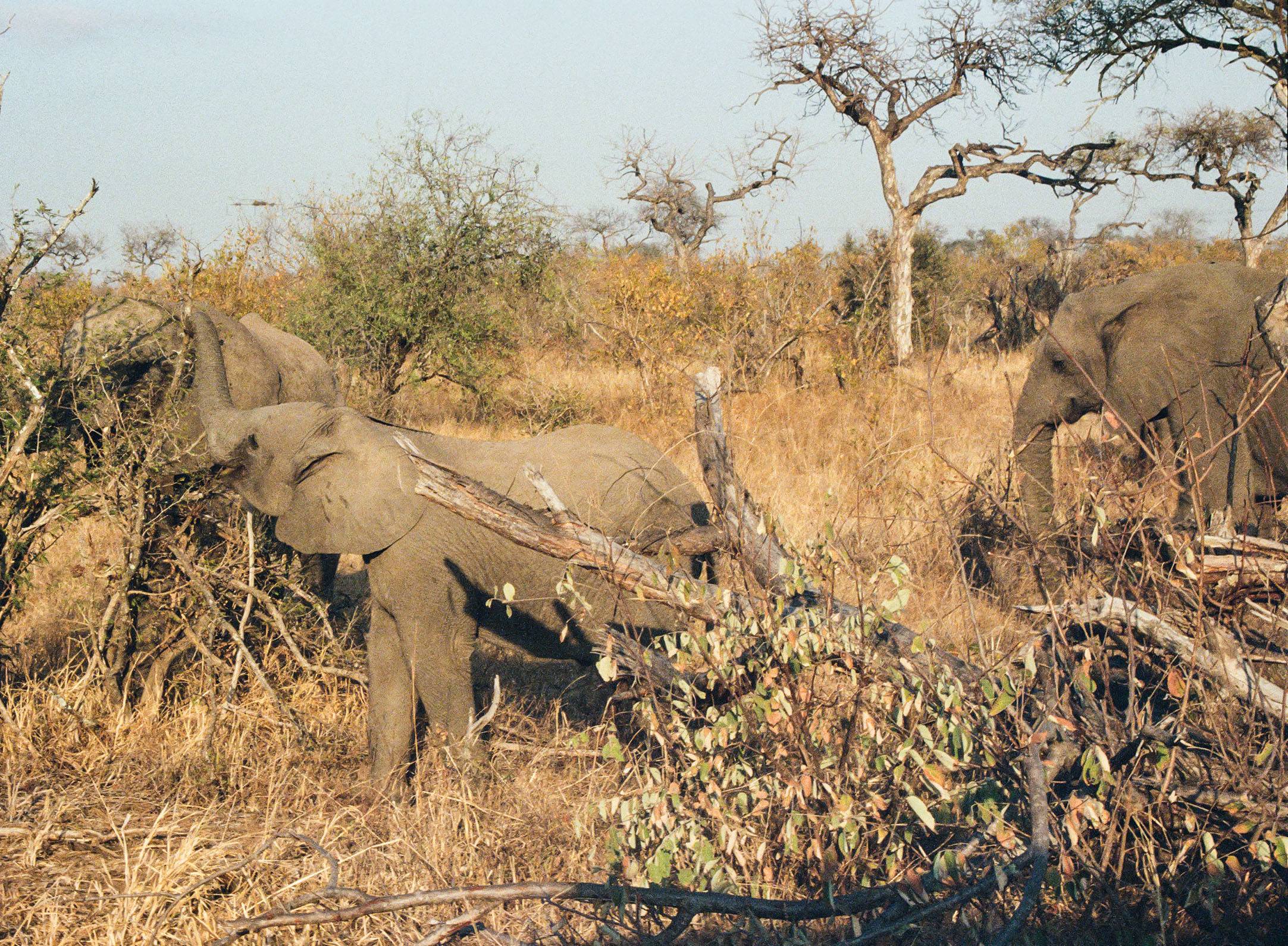A herd of elephants walking through brush.