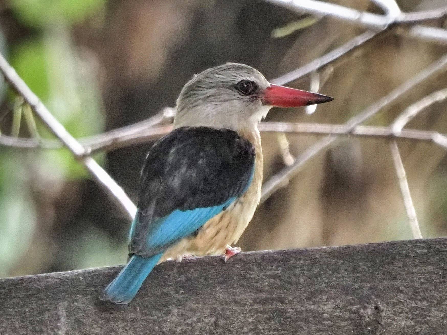 A bird with a large red pointed beak, gray head, black wings with light blue feathers along the edges and the tail, sits on a branch.
