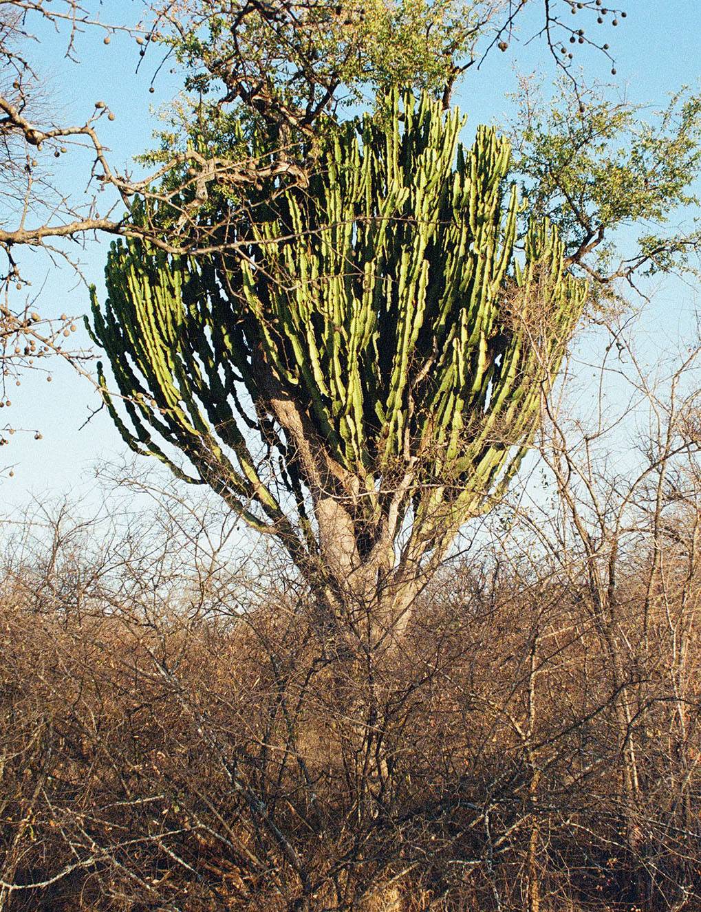 A tree in the middle of bushes has green limbs that grow upward.