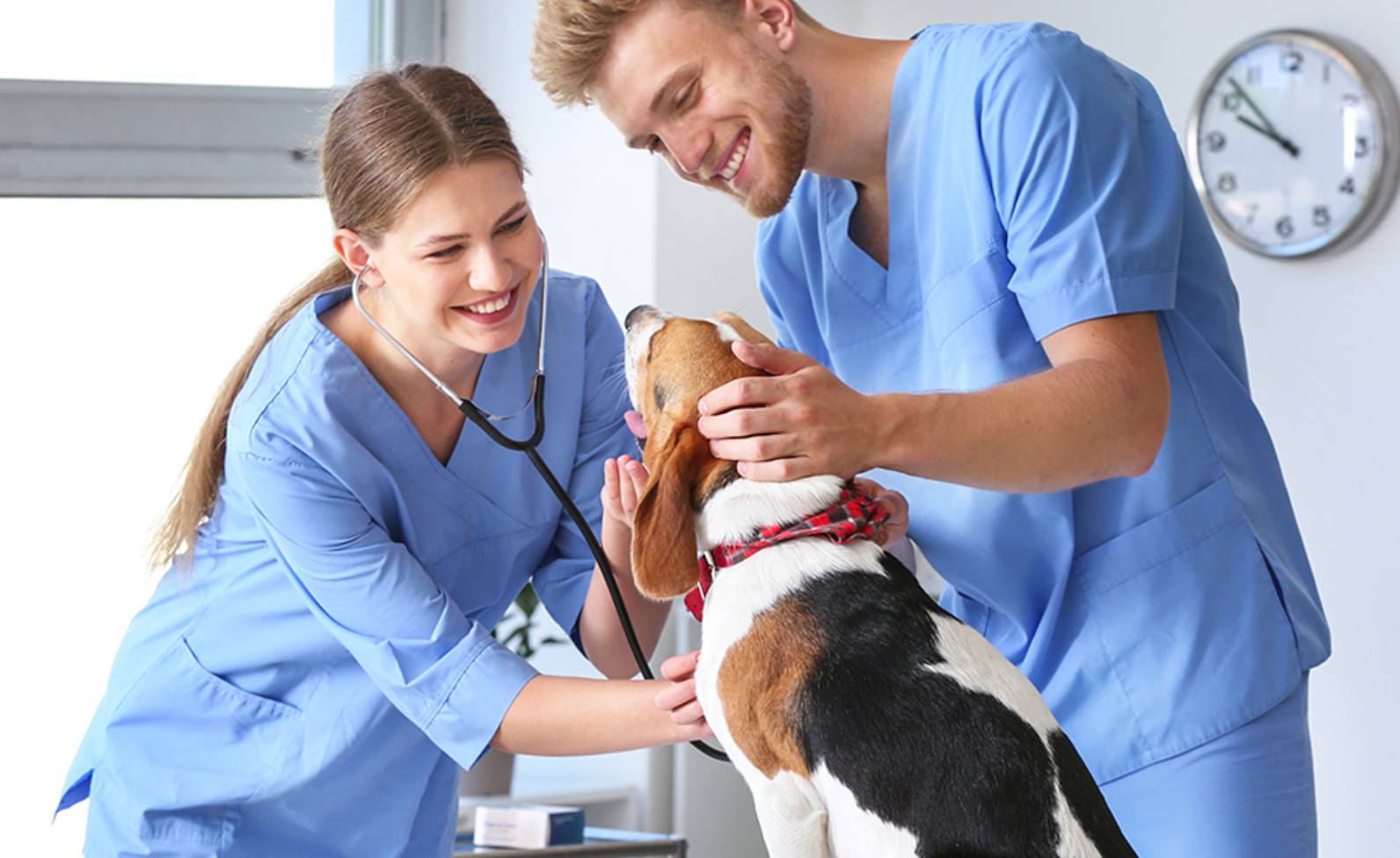 two vet techs examining a dog