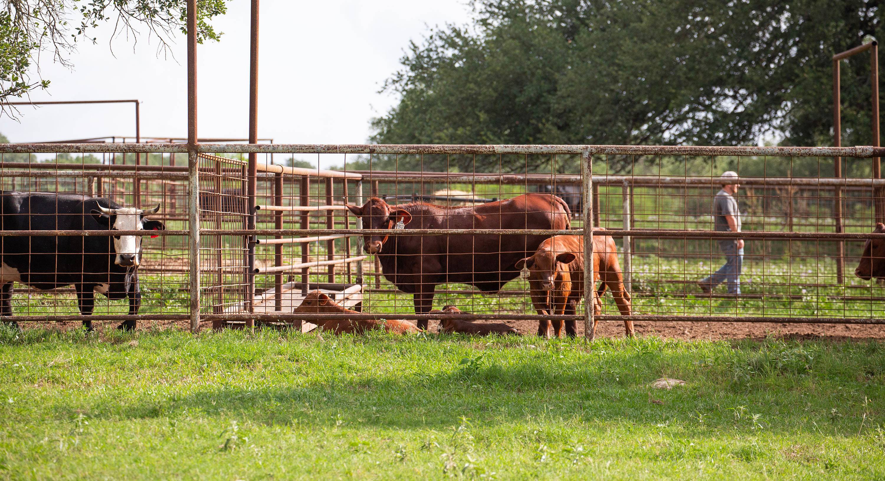 Several cattle lined up behind a fence.
