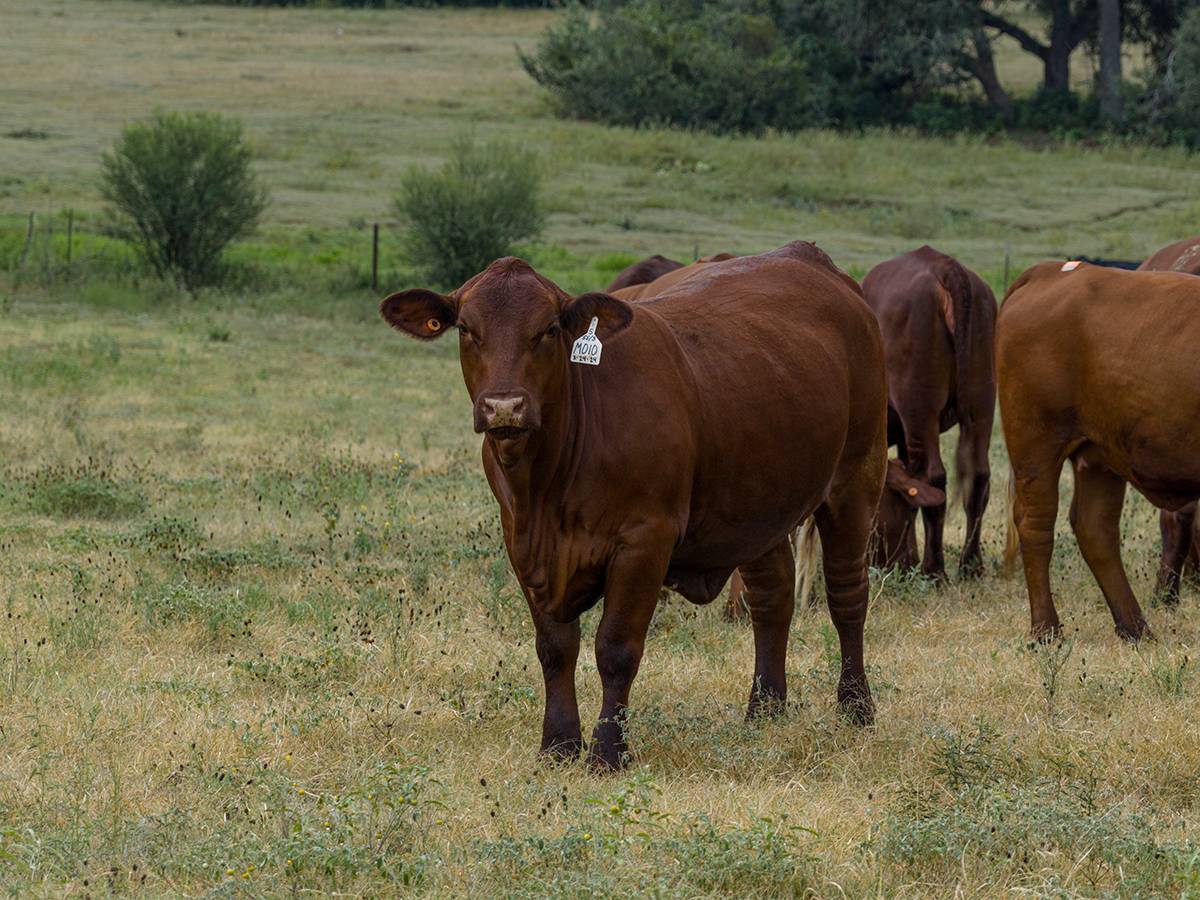 Herd of brown cows in green pasture