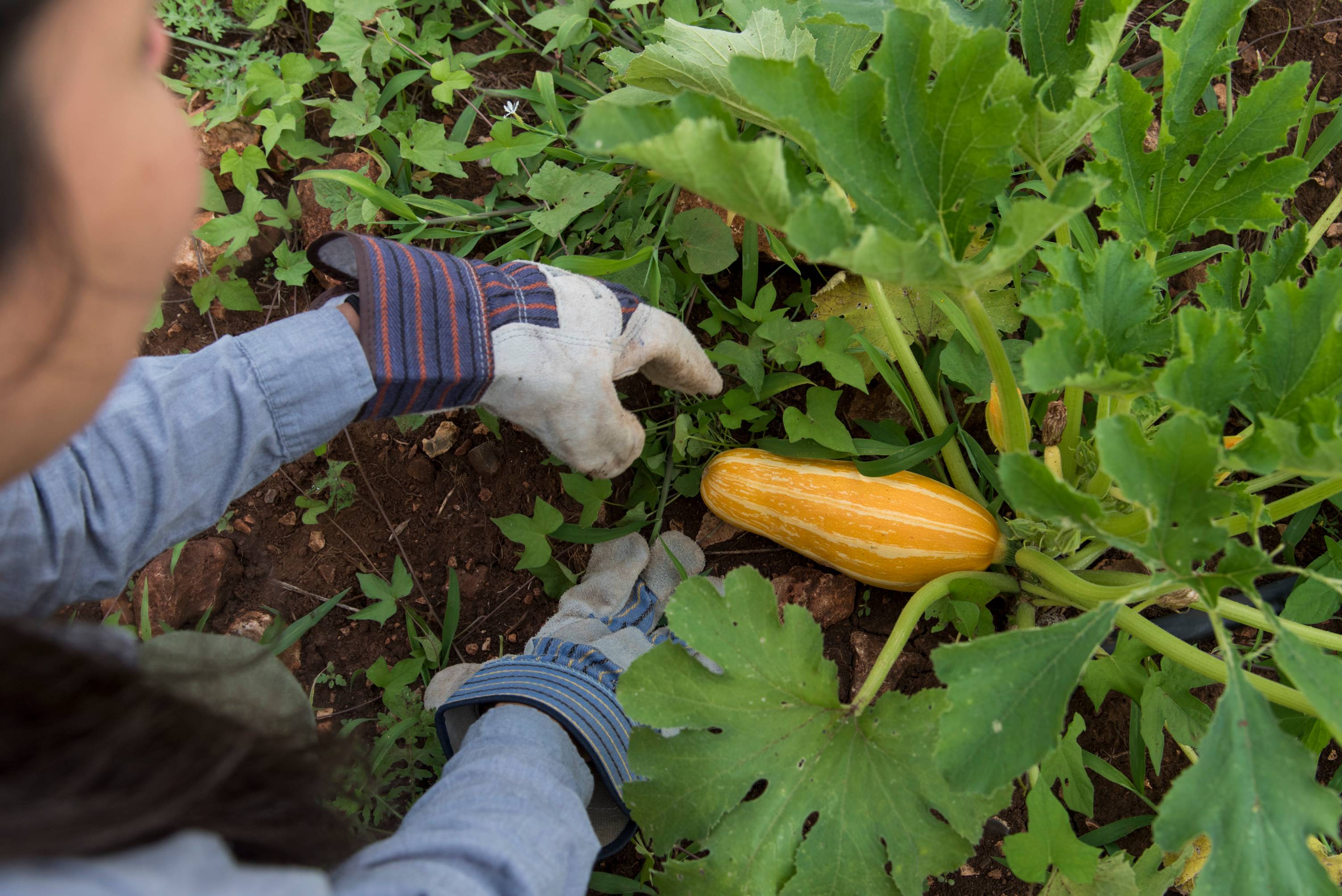 student looking down at a summer squash growing in the soil