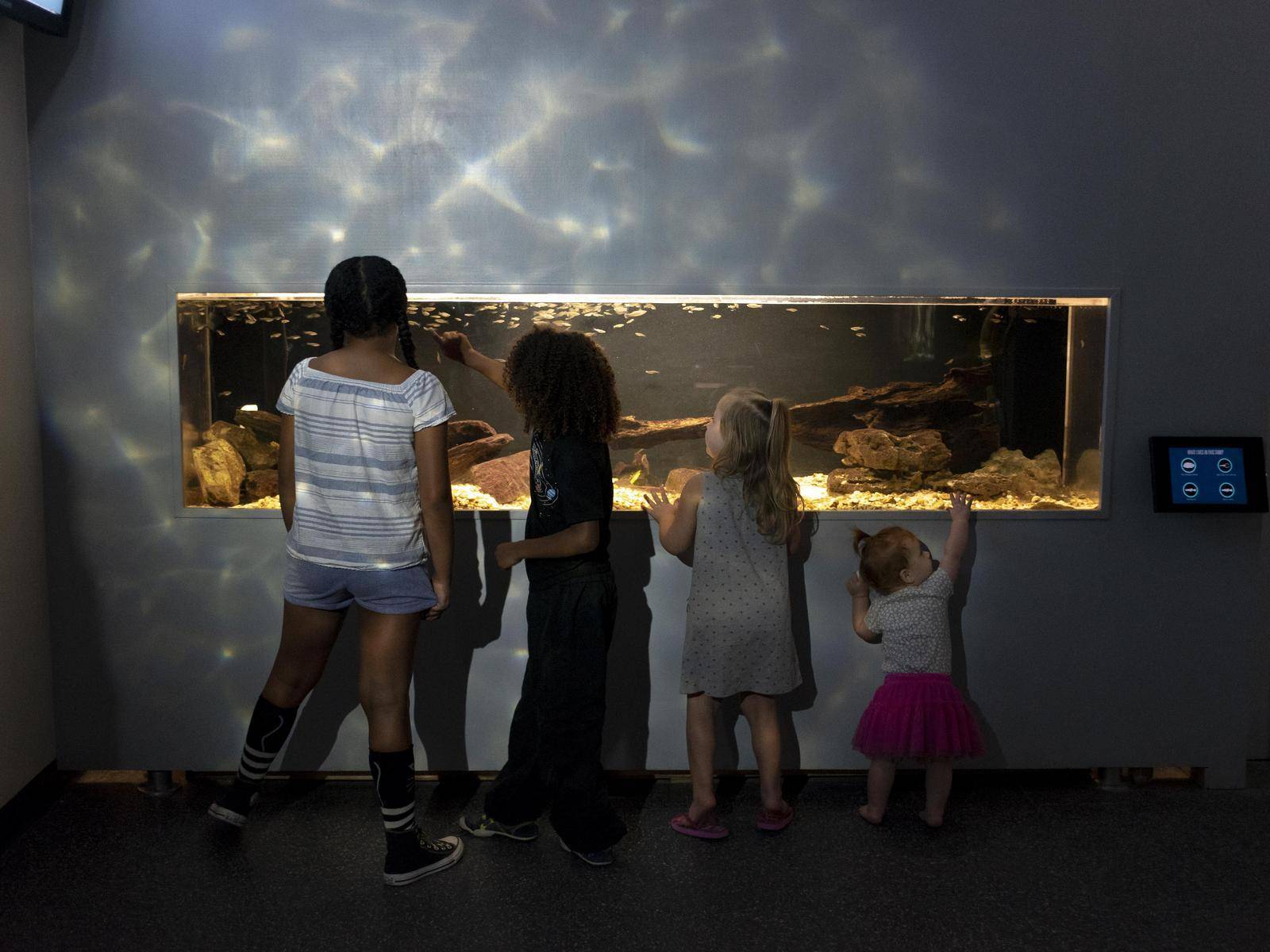 Children at the Meadows Center peer into an aquarium demonstrating the flora and fauna of the San Marcos River.