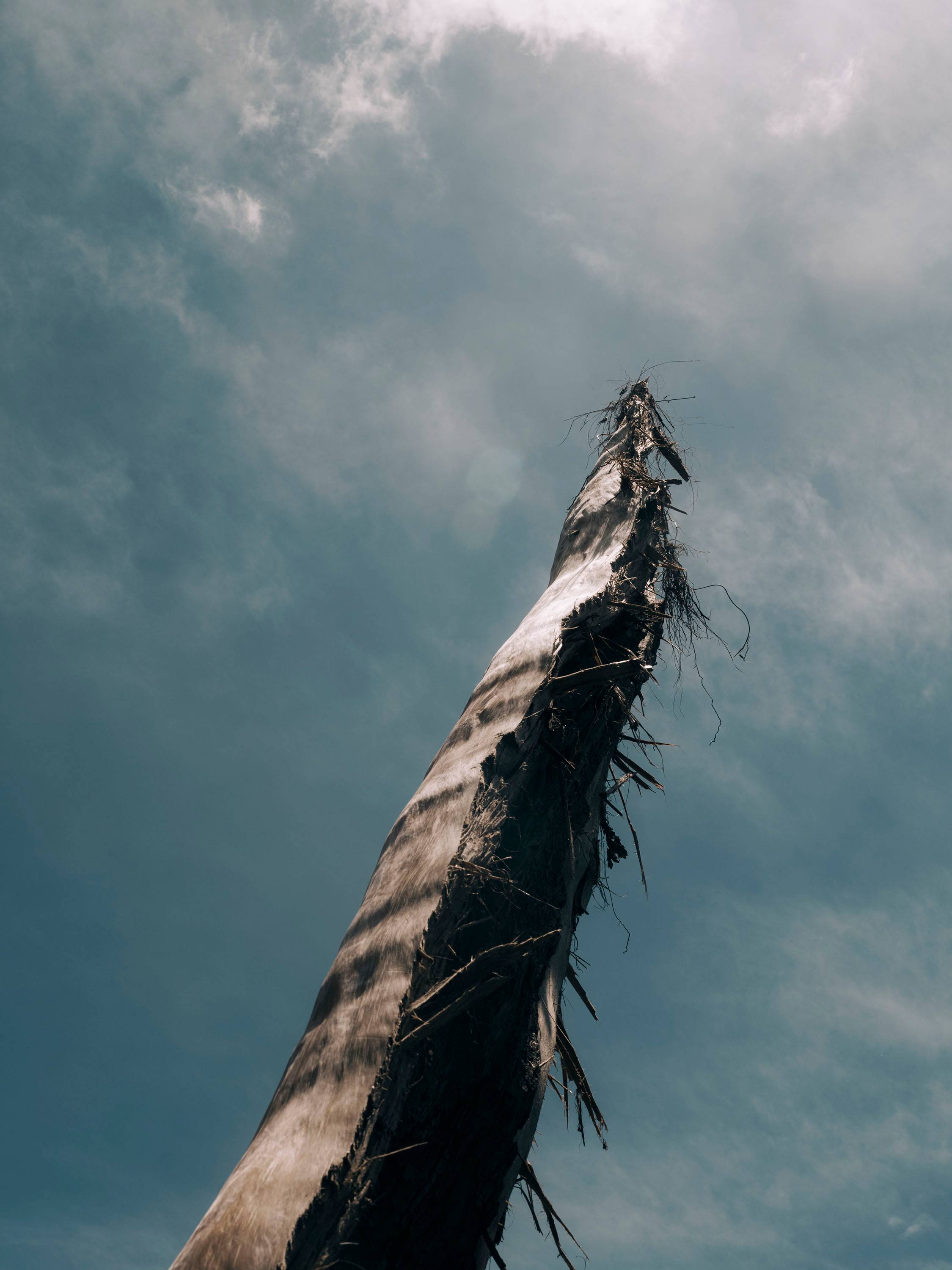 A tree stripped bare of it's branches points towards a cloudy blue sky.