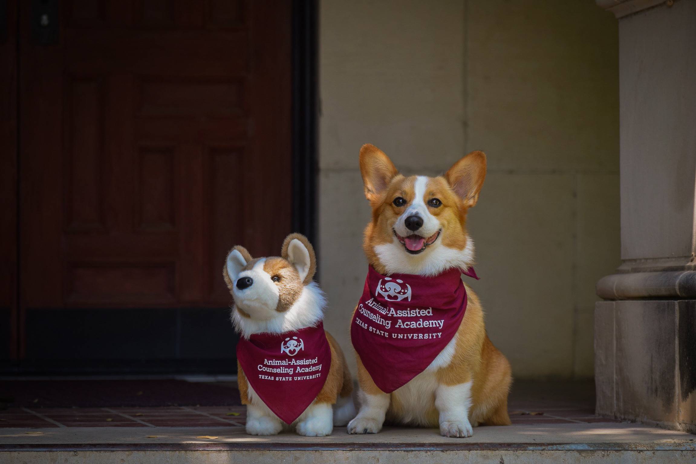 corgi and a stuffed corgi wearing bandanas
