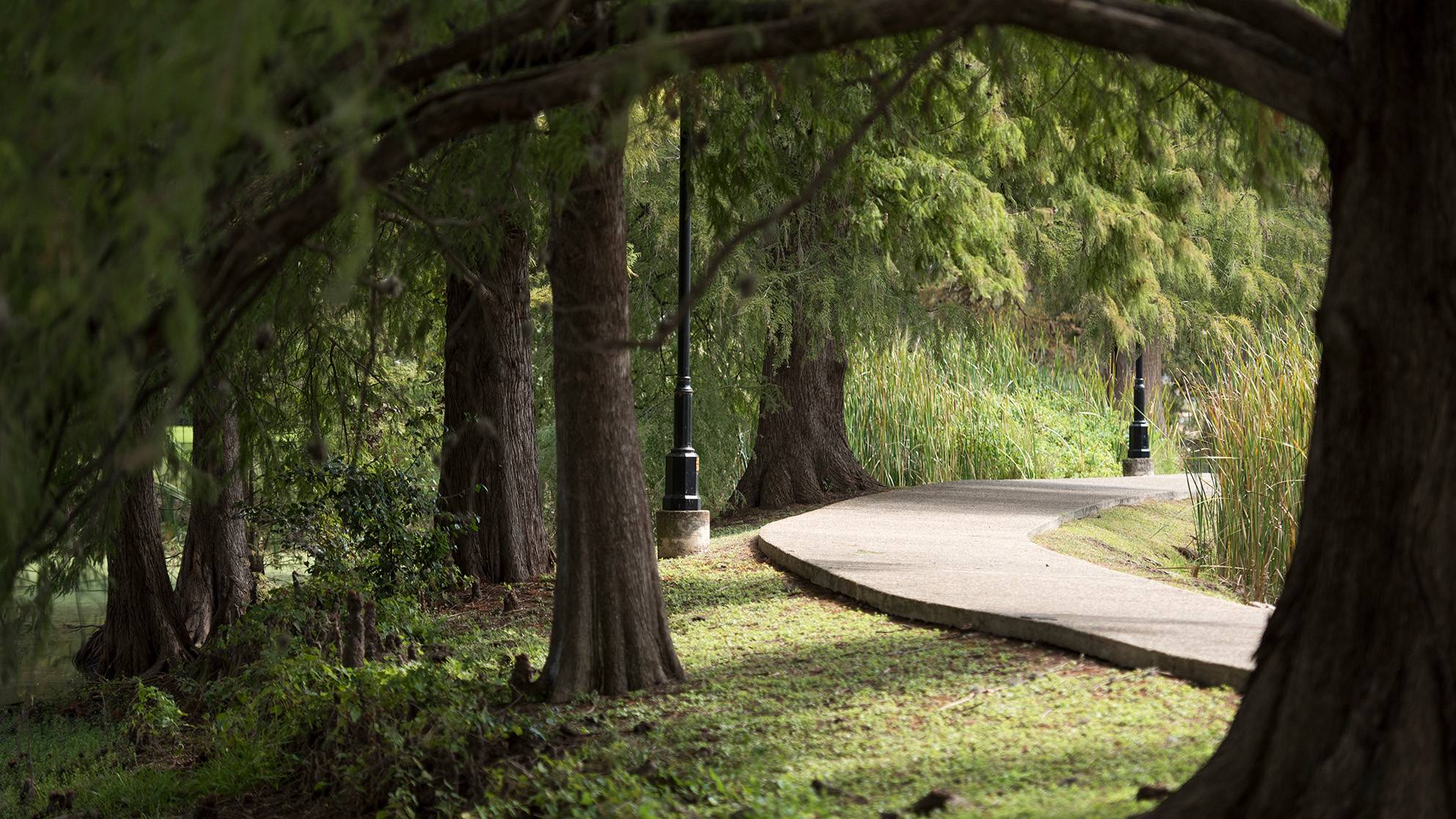Trees on the TXST San Marcos Campus.