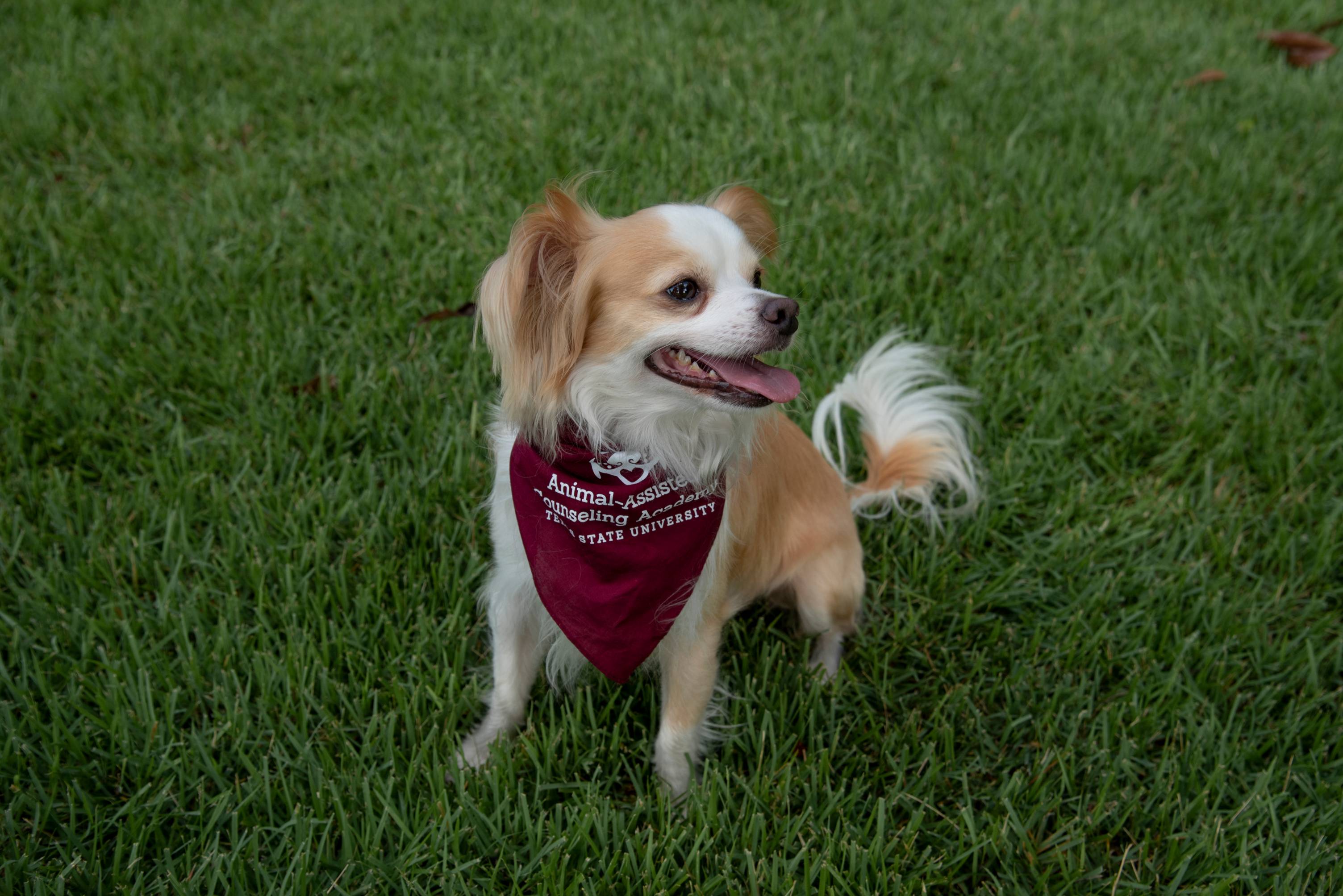 picture of a dog on campus