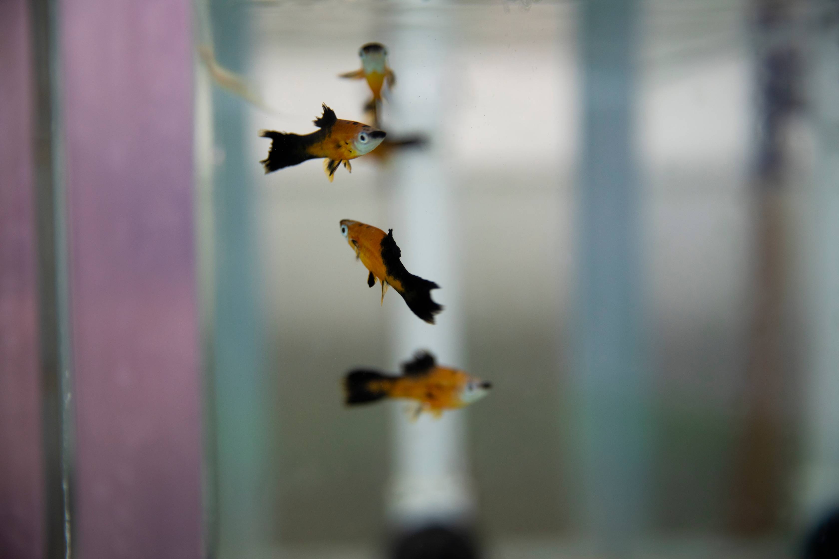Fish