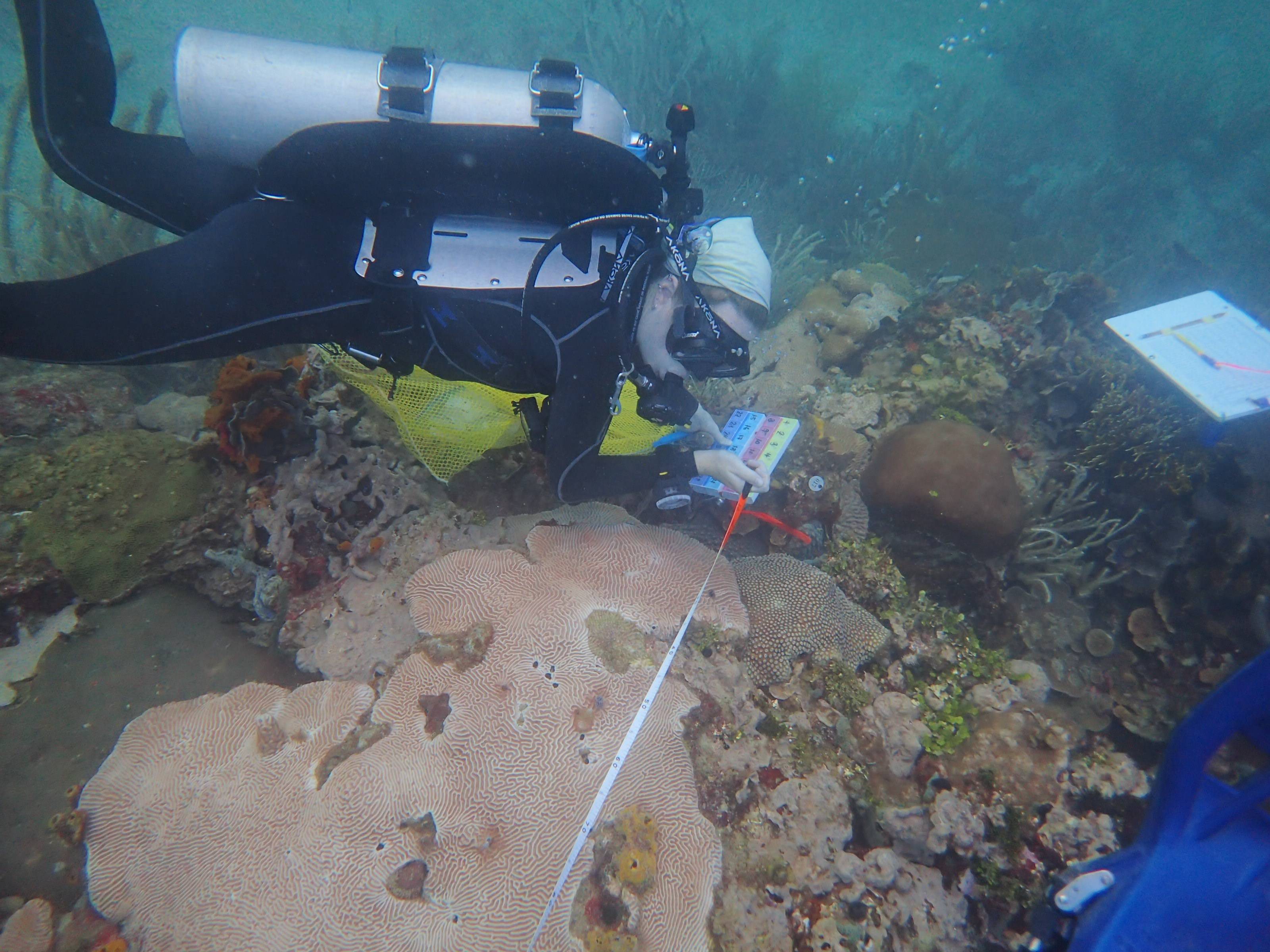 woman SCUBA diving and taking field lab notes