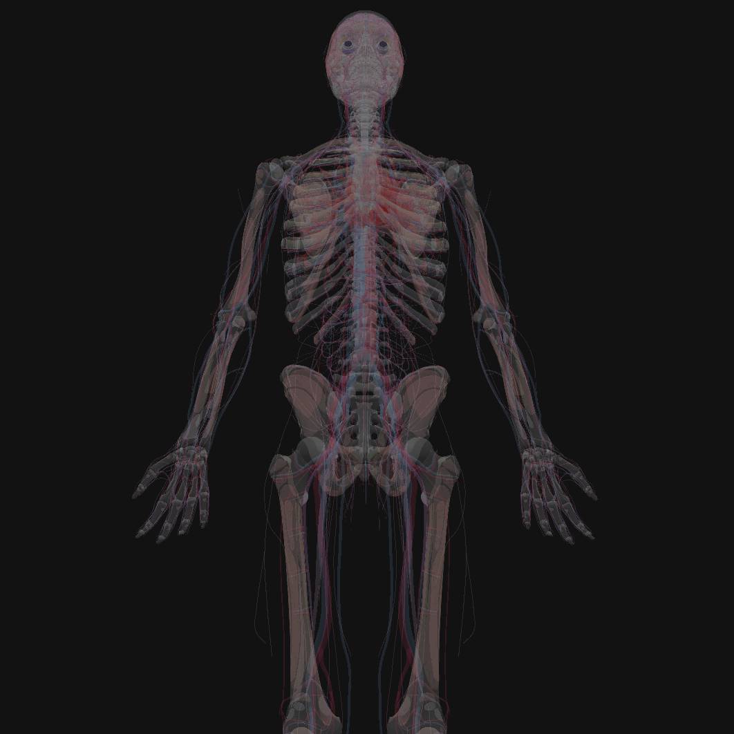 An image of human anatomy