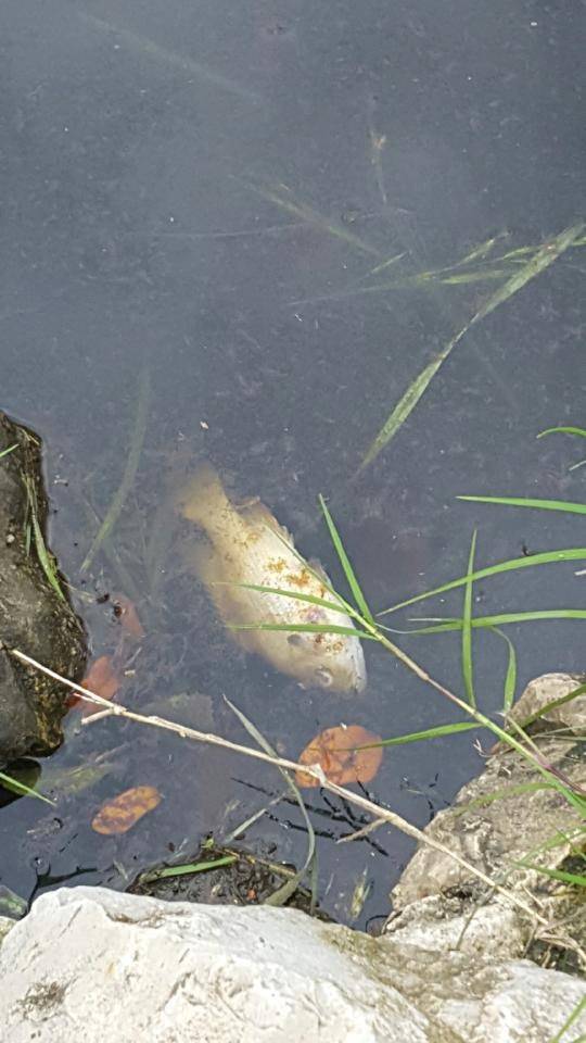floating fish
